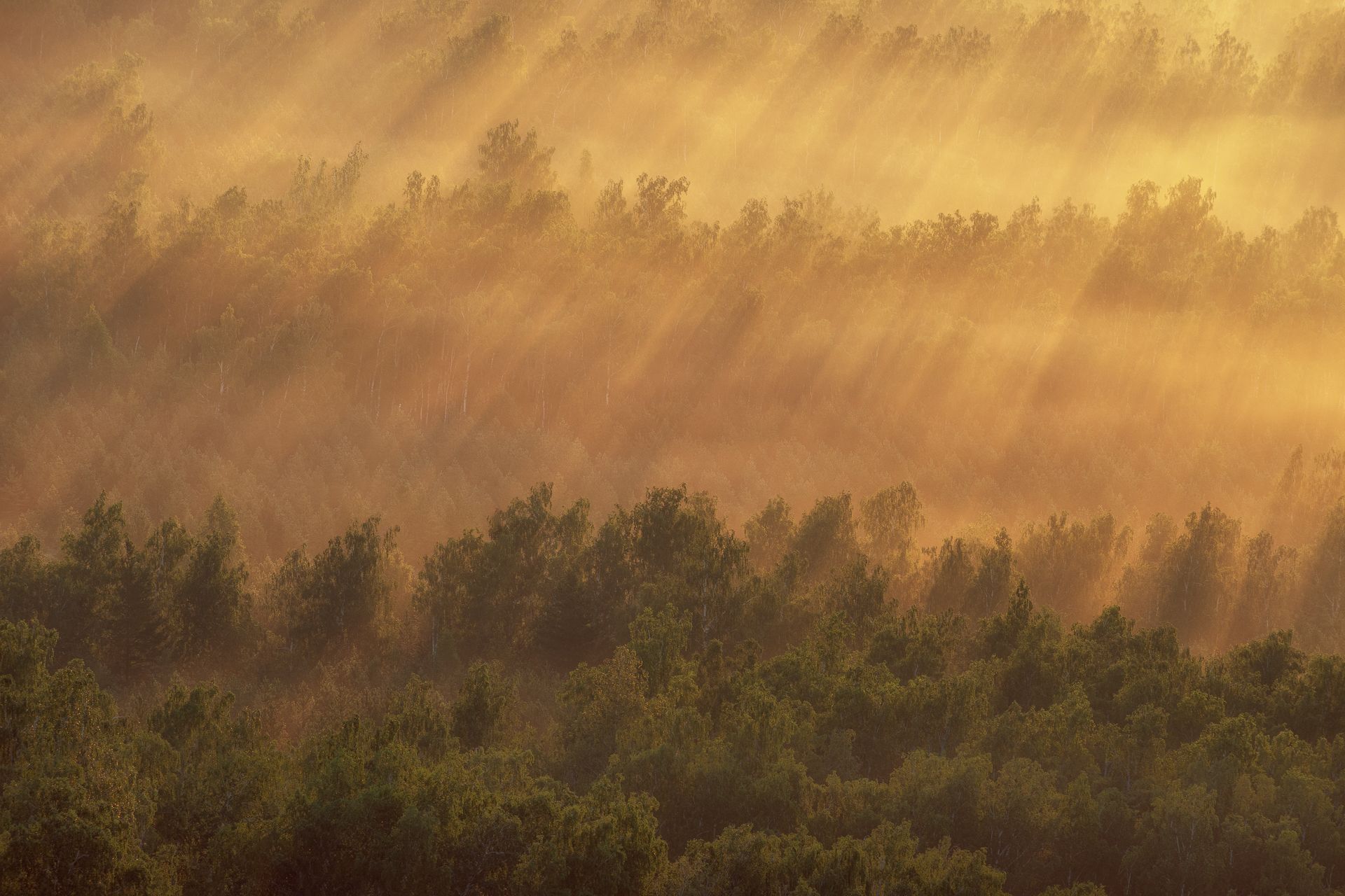 туман солнце рассвет пейзаж, Евгений Гецев