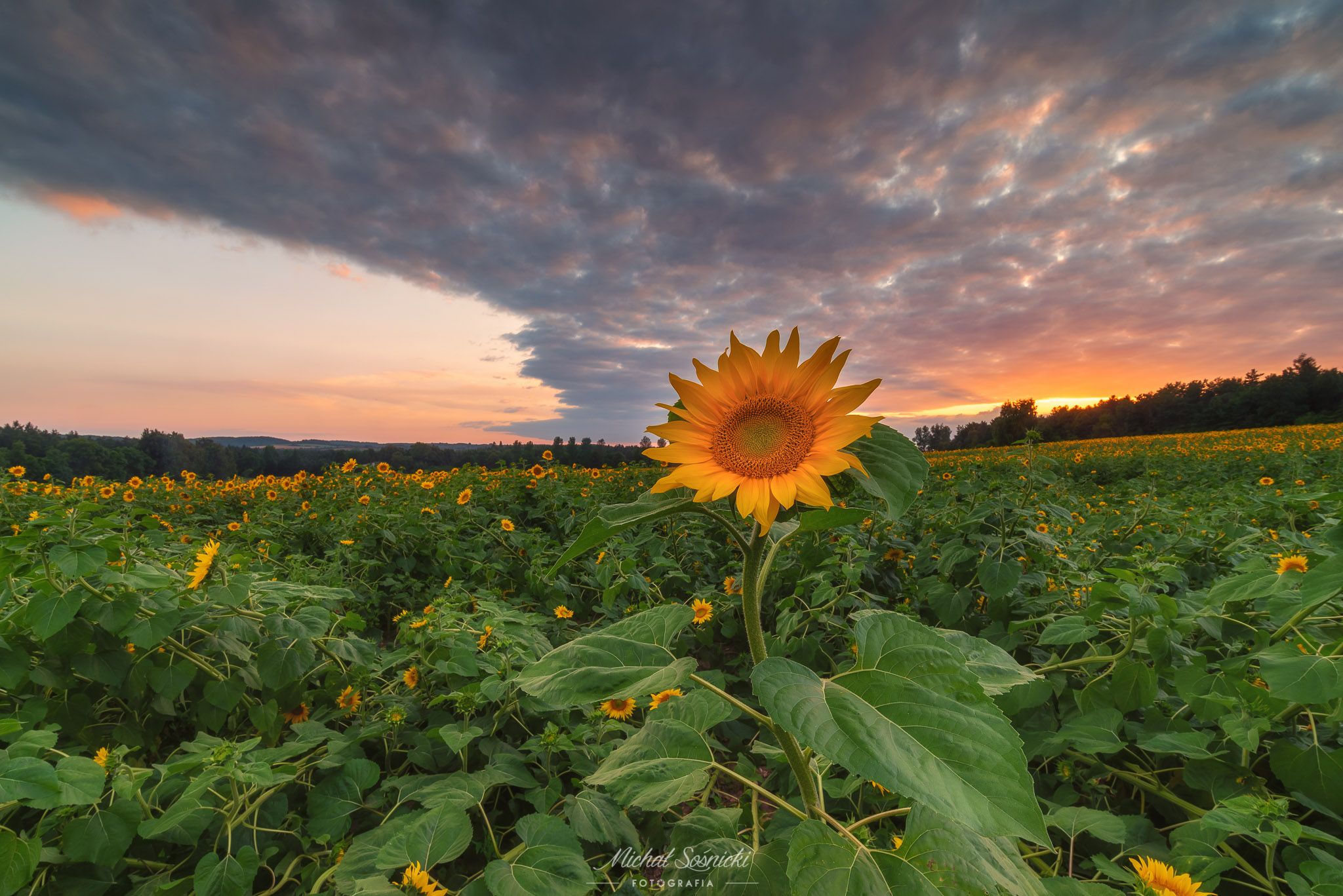 #sunflower #sunflowers #sunset #sky #flower #flowers #sky #poland #summer, Michał Sośnicki