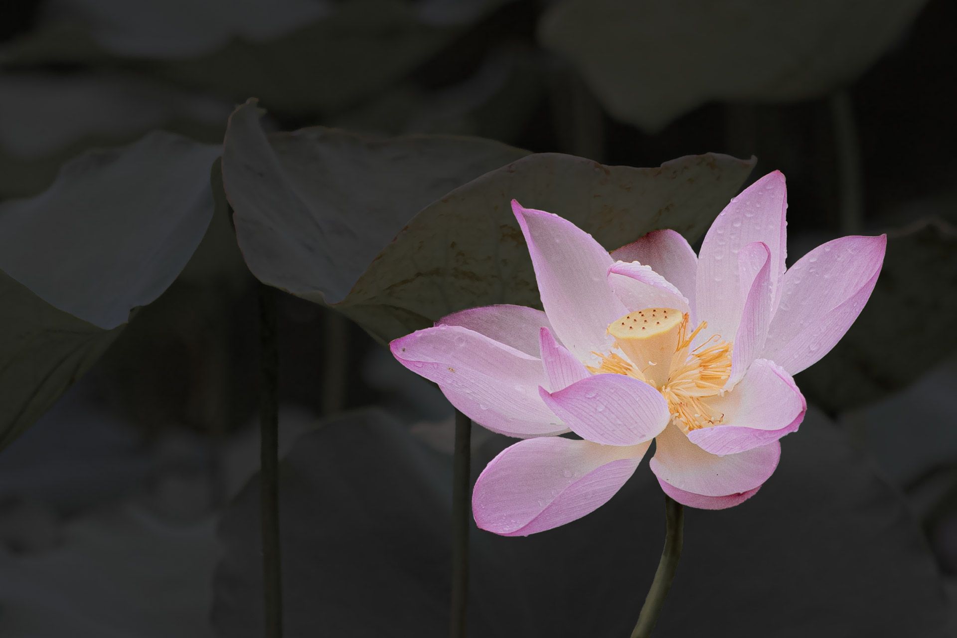 #flowers #lotus #nature, Benny Chan