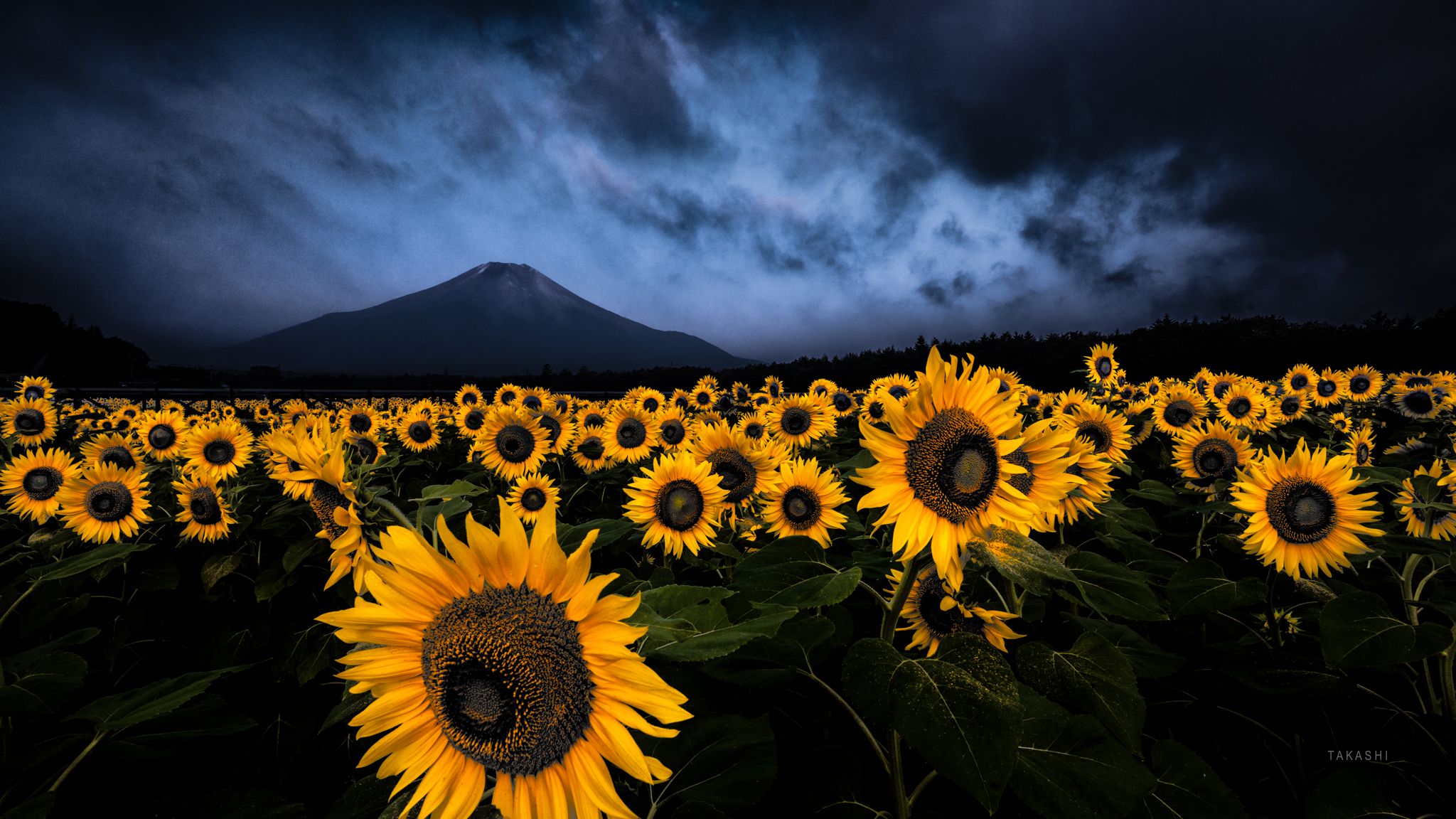 Fuji,Japan,mountain,sunflowers,cloud,light,blue,yellow, Takashi