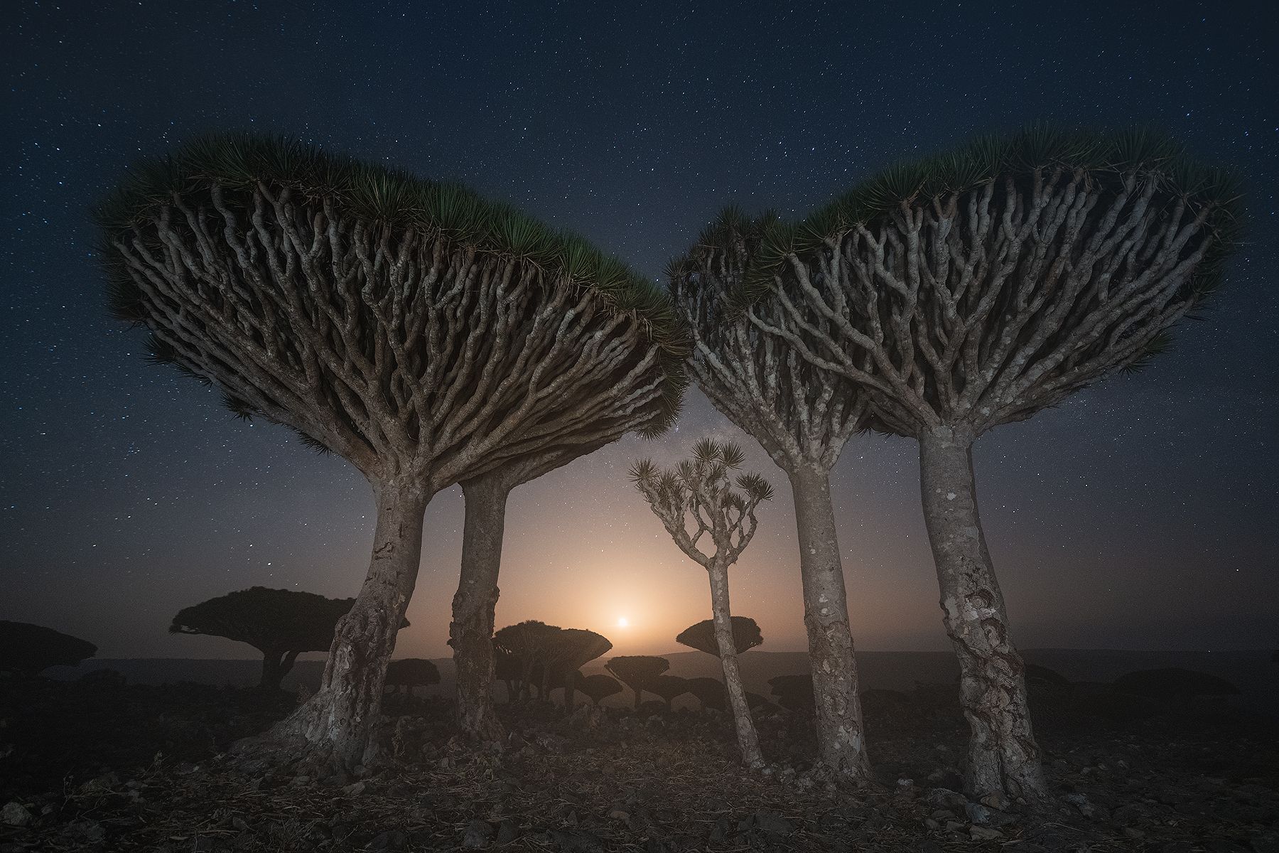 Socotra, Даниил Коржонов