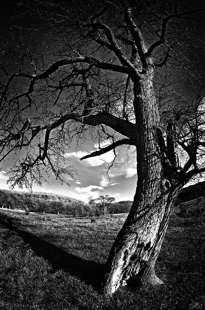 black, black and white, landscape, nature, photography, tree, white,, Dr Didi Baev