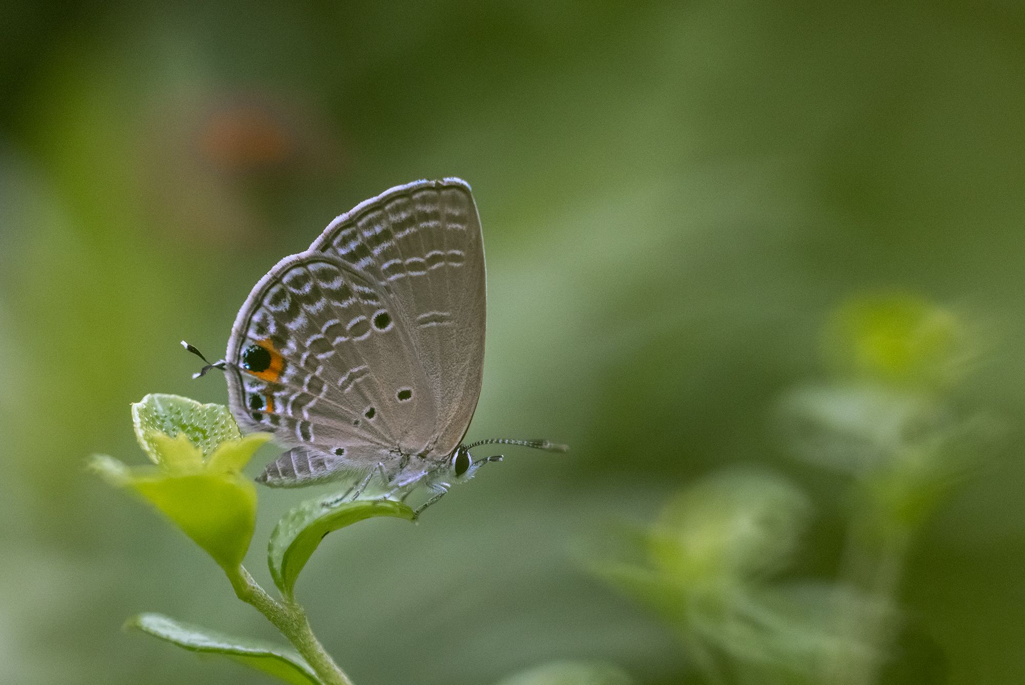 #butterfly, Benny Chan