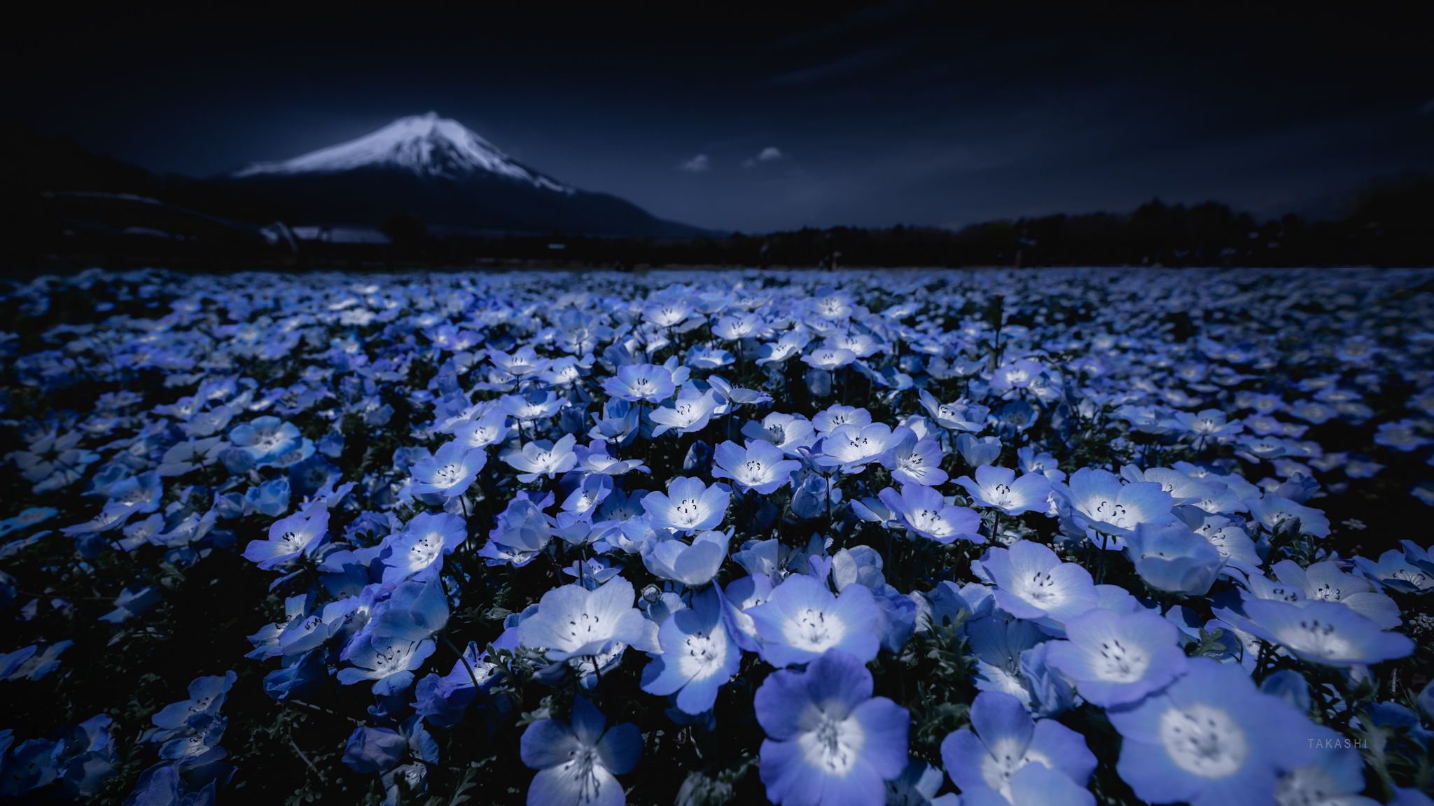 Fuji,Japan,mountain,flowers,nemophila,blue,beautiful, Takashi