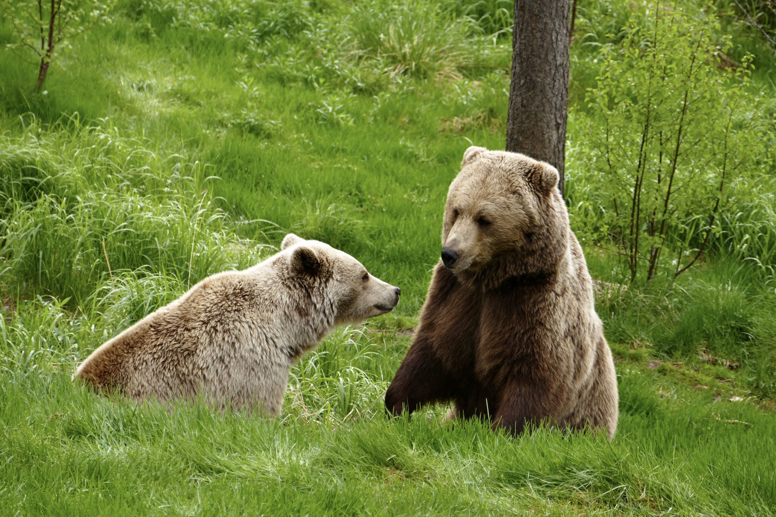 Animals, brown bear, nature, Norway, forest, fauna, медведь,, Svetlana Povarova Ree