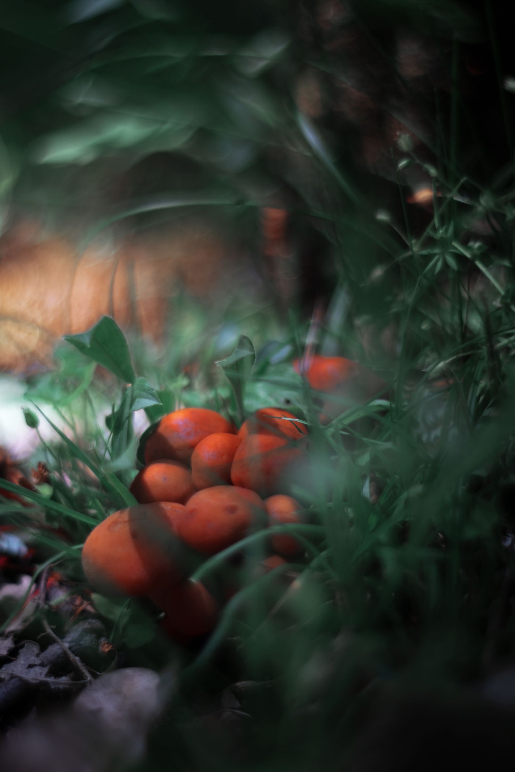 Mushrooms,nature,green,grass,light,dark,zenit,helios,85mm, ColorAddict.Nature Borislav Aleksiev