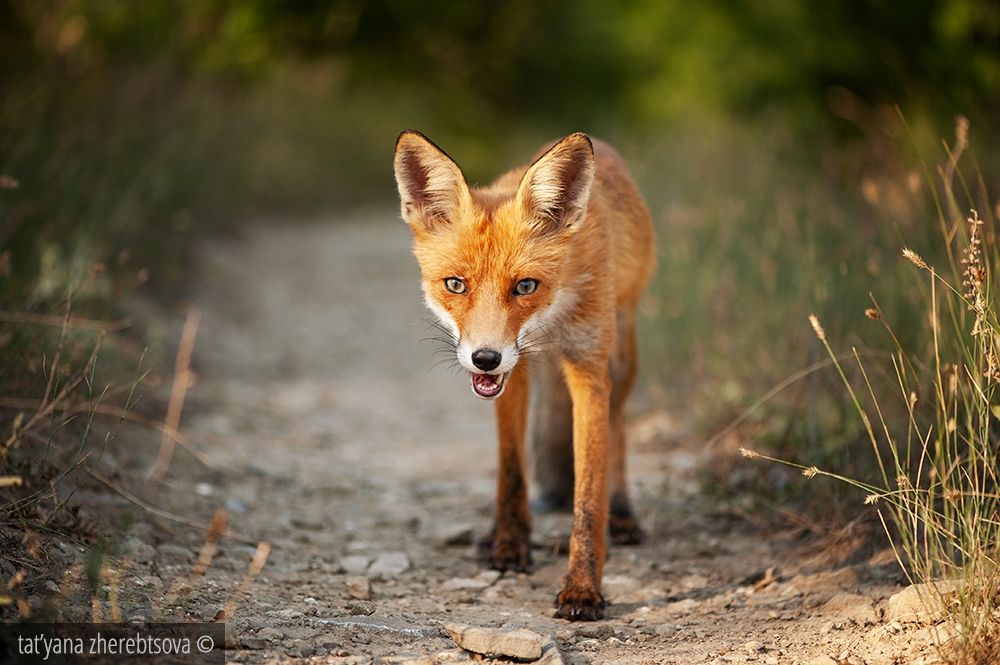fox, my-mriya, mymriya, wildlife,, Татьяна Жеребцова
