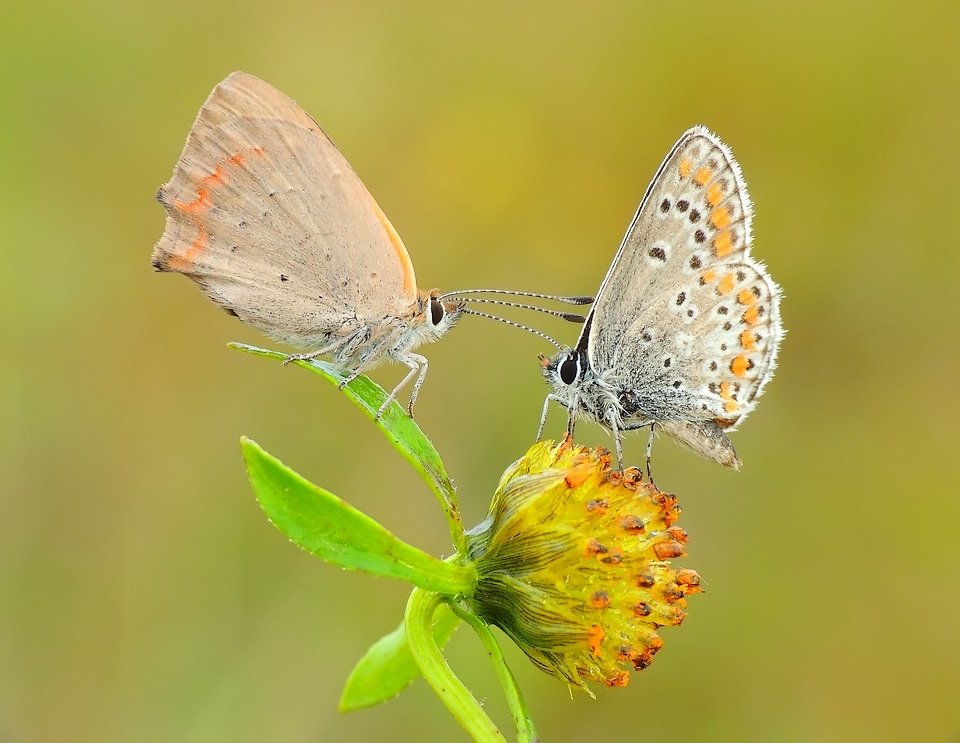 macro, Zbyszek  Walkiewicz