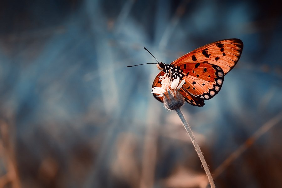 Butterfly, Macro, Mood, Angga Ra Putra