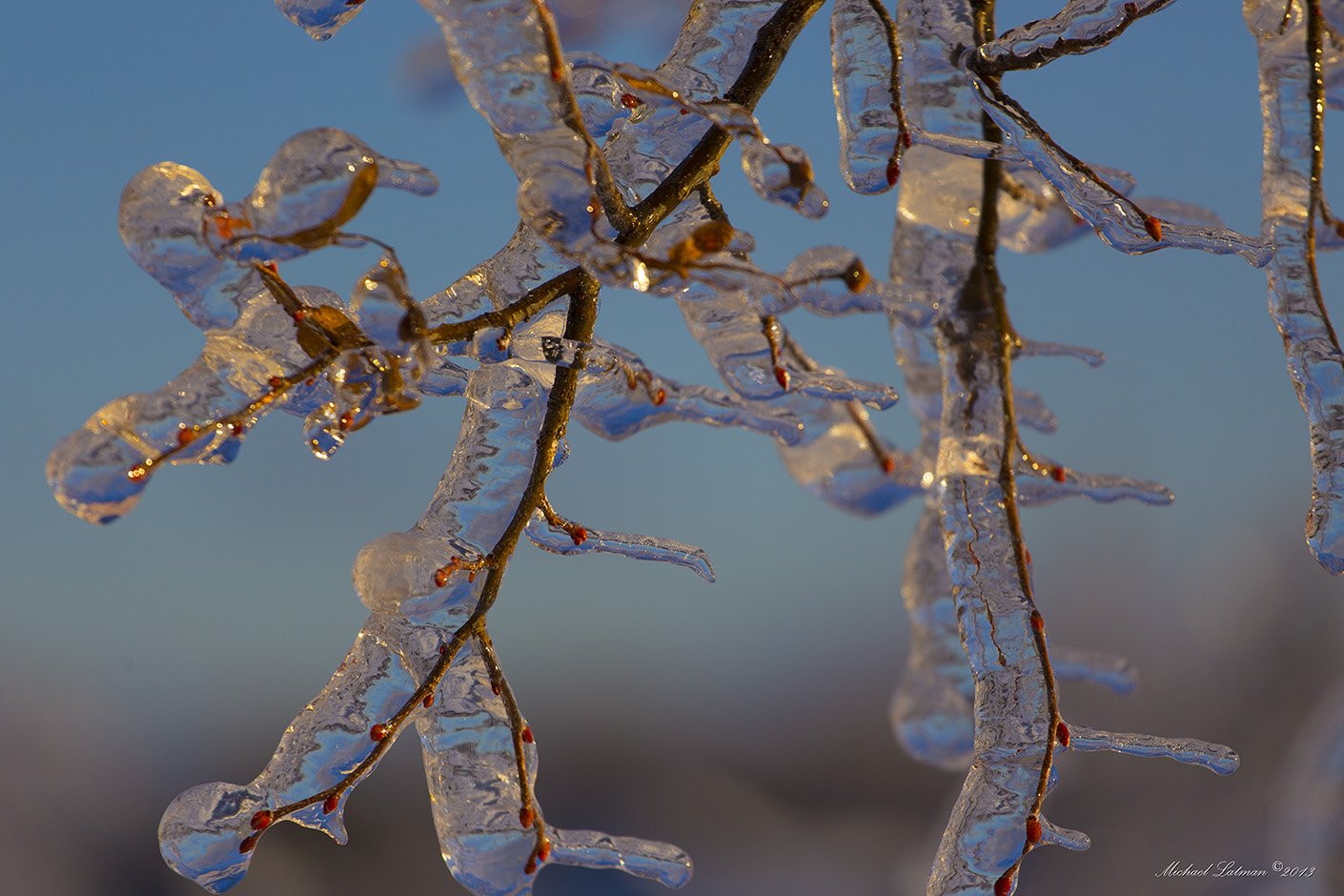 Ice, Sunset, Tree, Winter, Michael Latman