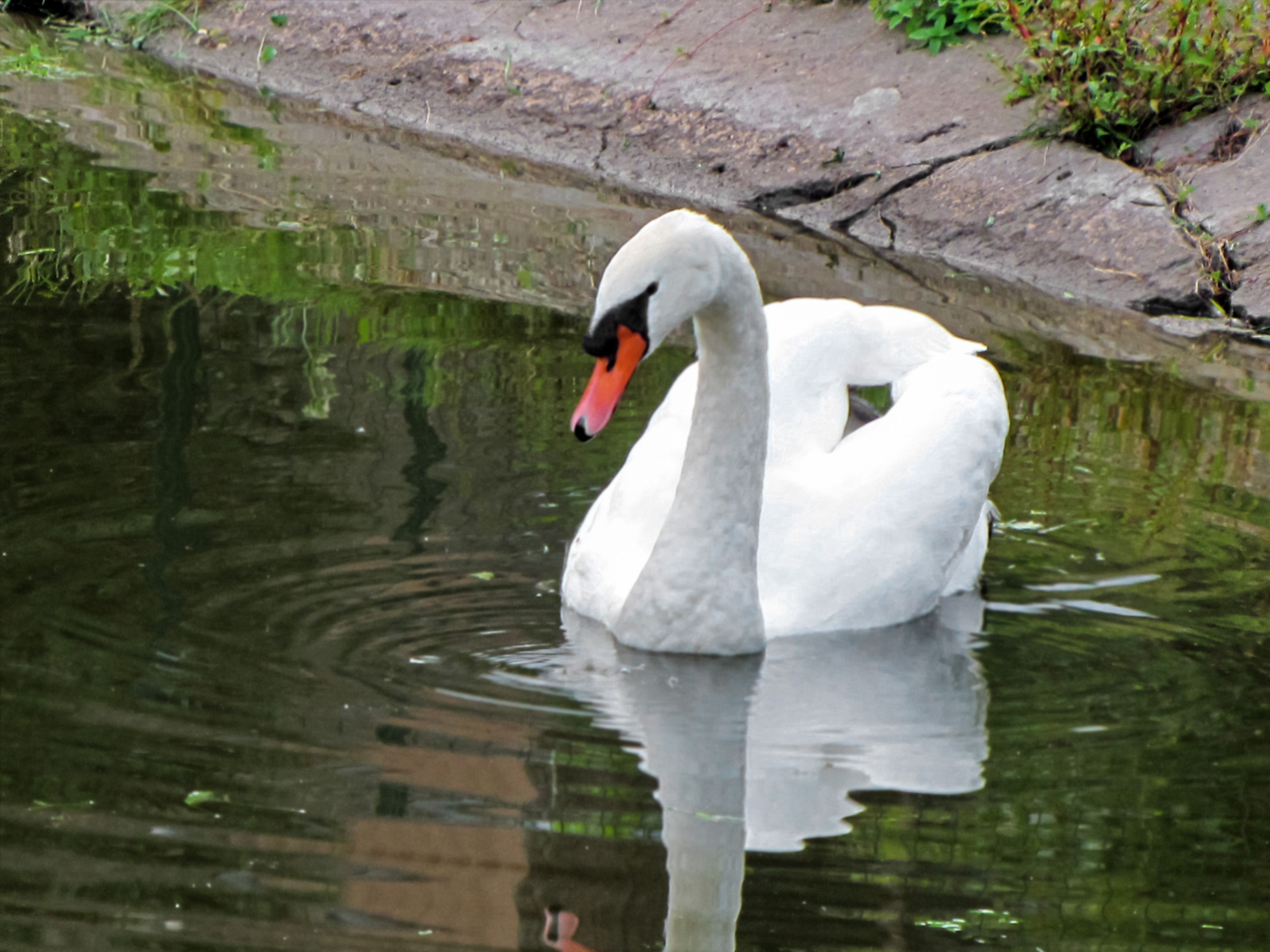 aquatic animal themes,wildlife,animal swimming,wavy,no people,nature water,birds high,outdoor view,duck,Nature,Water,Animal Wildlife,Bird,Animals In The Wild,Outdoors,Lake,Photography,Swan,Swimming,Animal,Water Birds,Day,Reflection, DZINTRA REGINA JANSONE