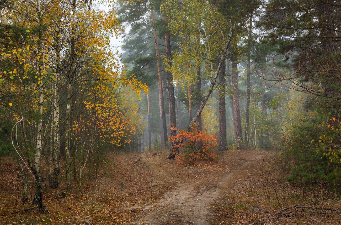 лес осень октябрь, Галанзовская Оксана