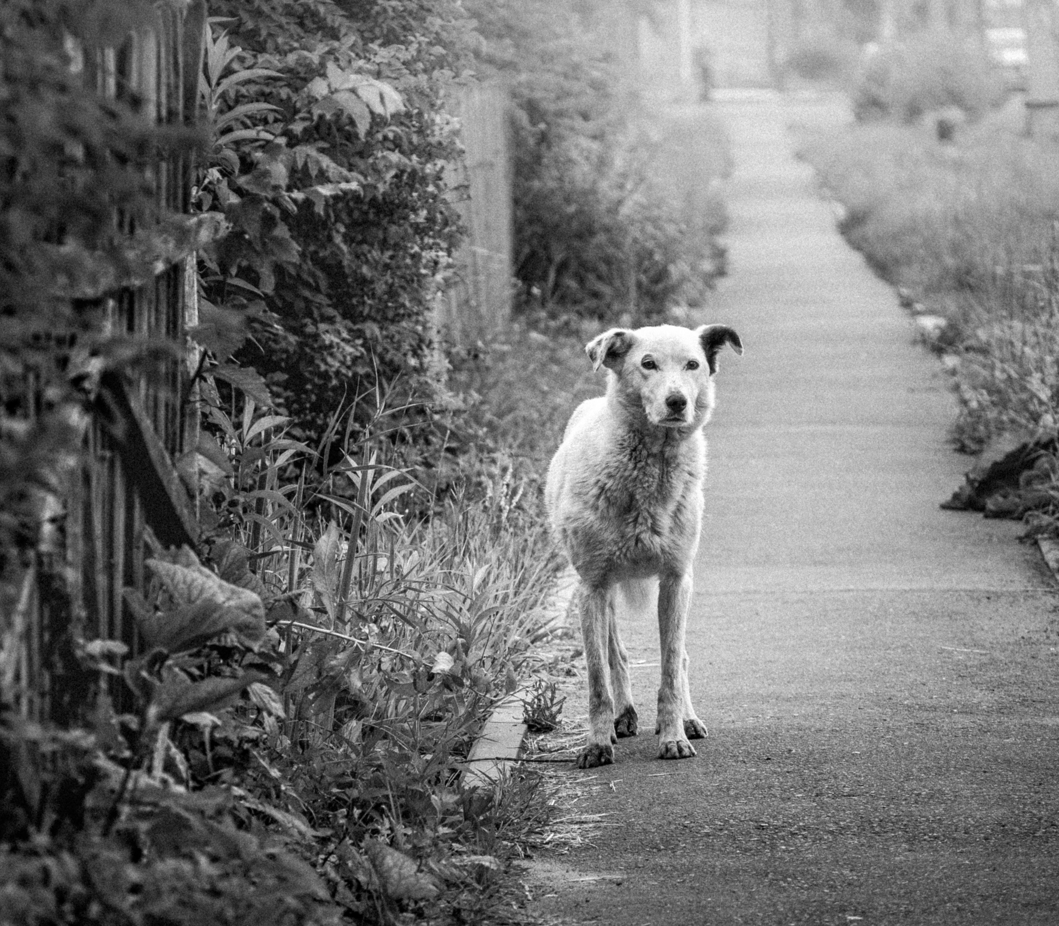 Old dog. Старый пес. Собака оглядывается. Старый пес картинки. Собаки на старых фотографиях Краснодара.