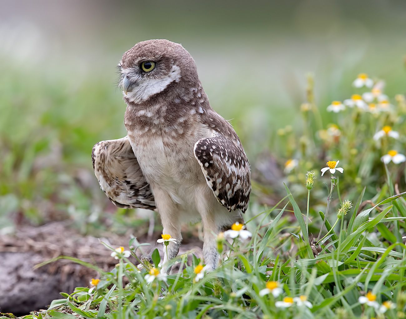 кроличий сыч, florida, burrowing owl, owl, флорида,сыч, Elizabeth Etkind