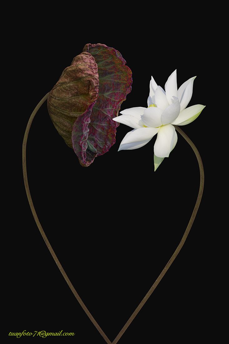 #sellingphoto.#flower #lotus, Tuan Guitare