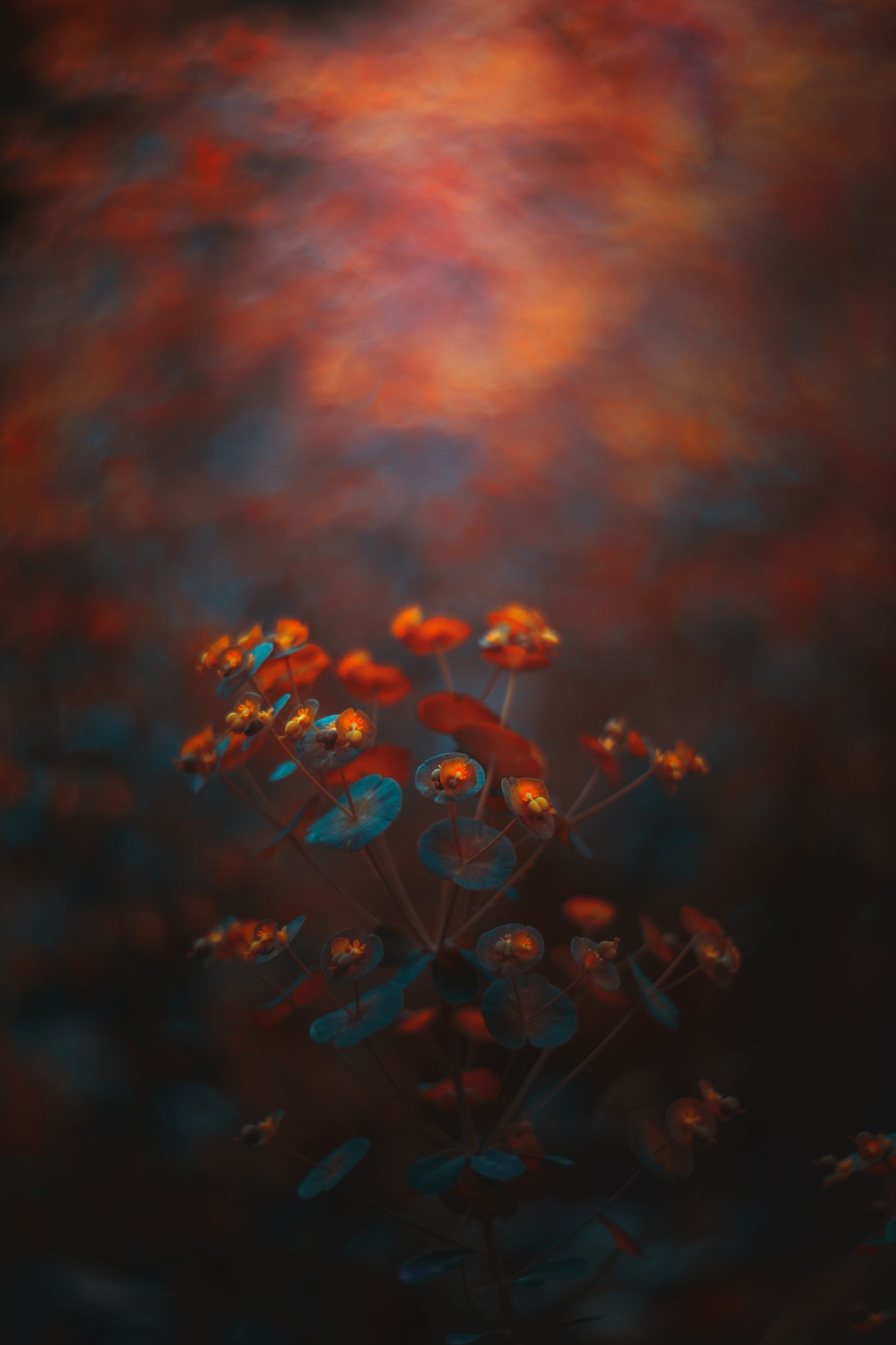 nature,nikon,flower,orange,red,bokeh,zenit,helios,85mm,plant,light,dark,1.5, Борислав Алексиев