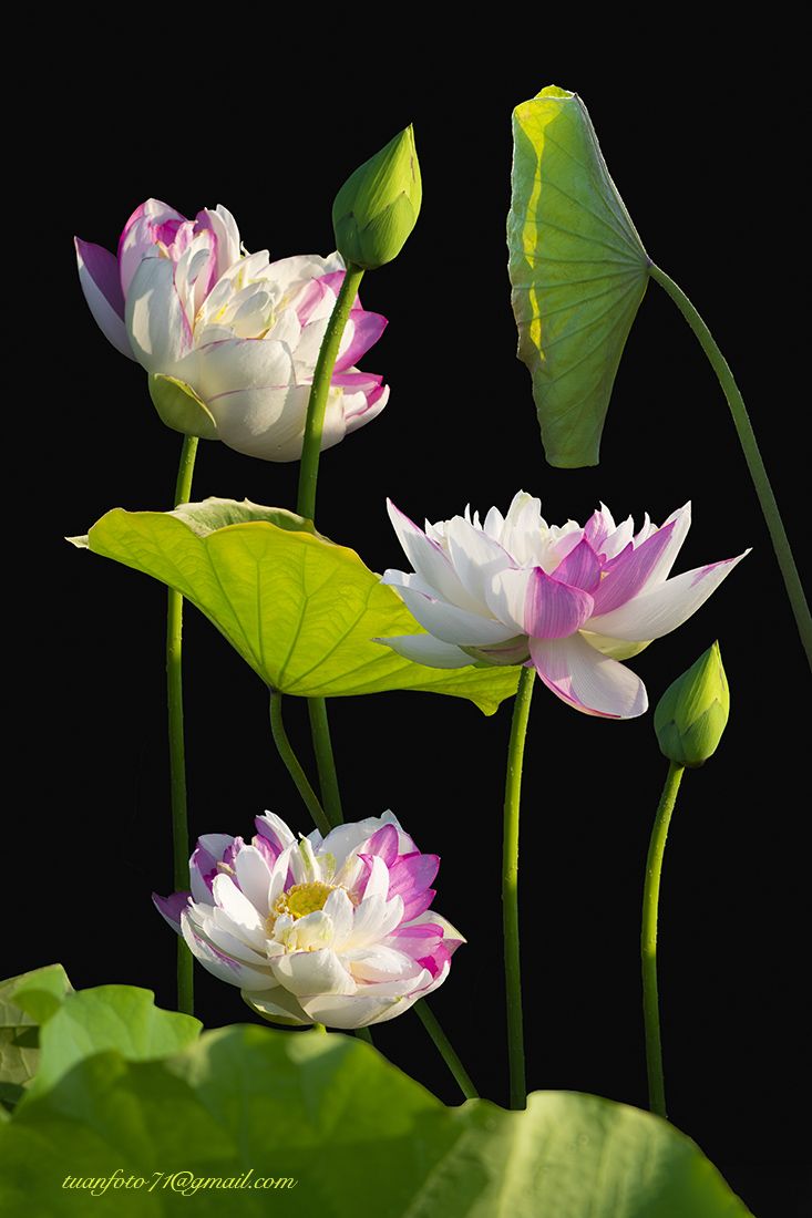 #sellingphoto.#lotus #flower, Tuan Guitare