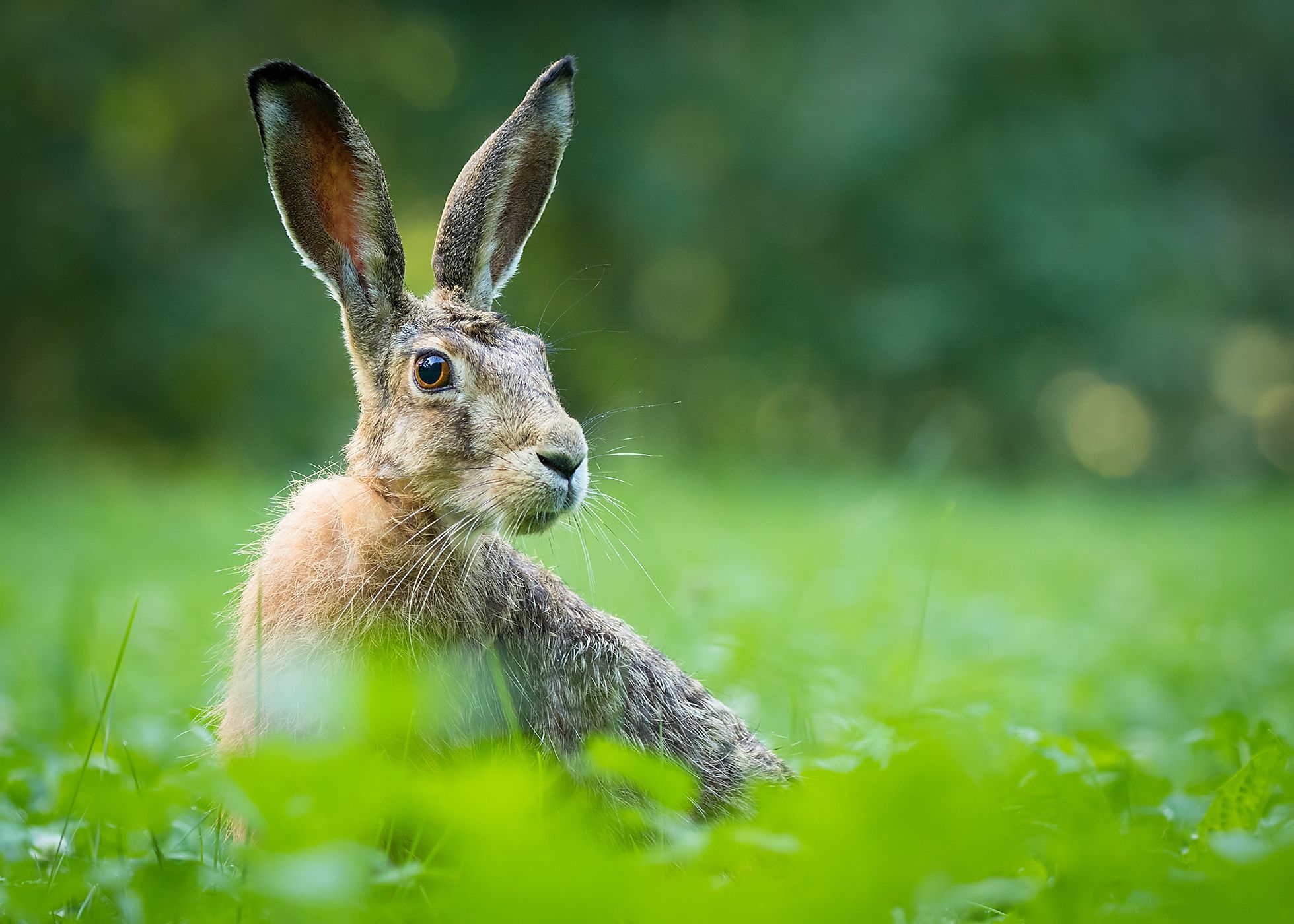 , Robert Adamec