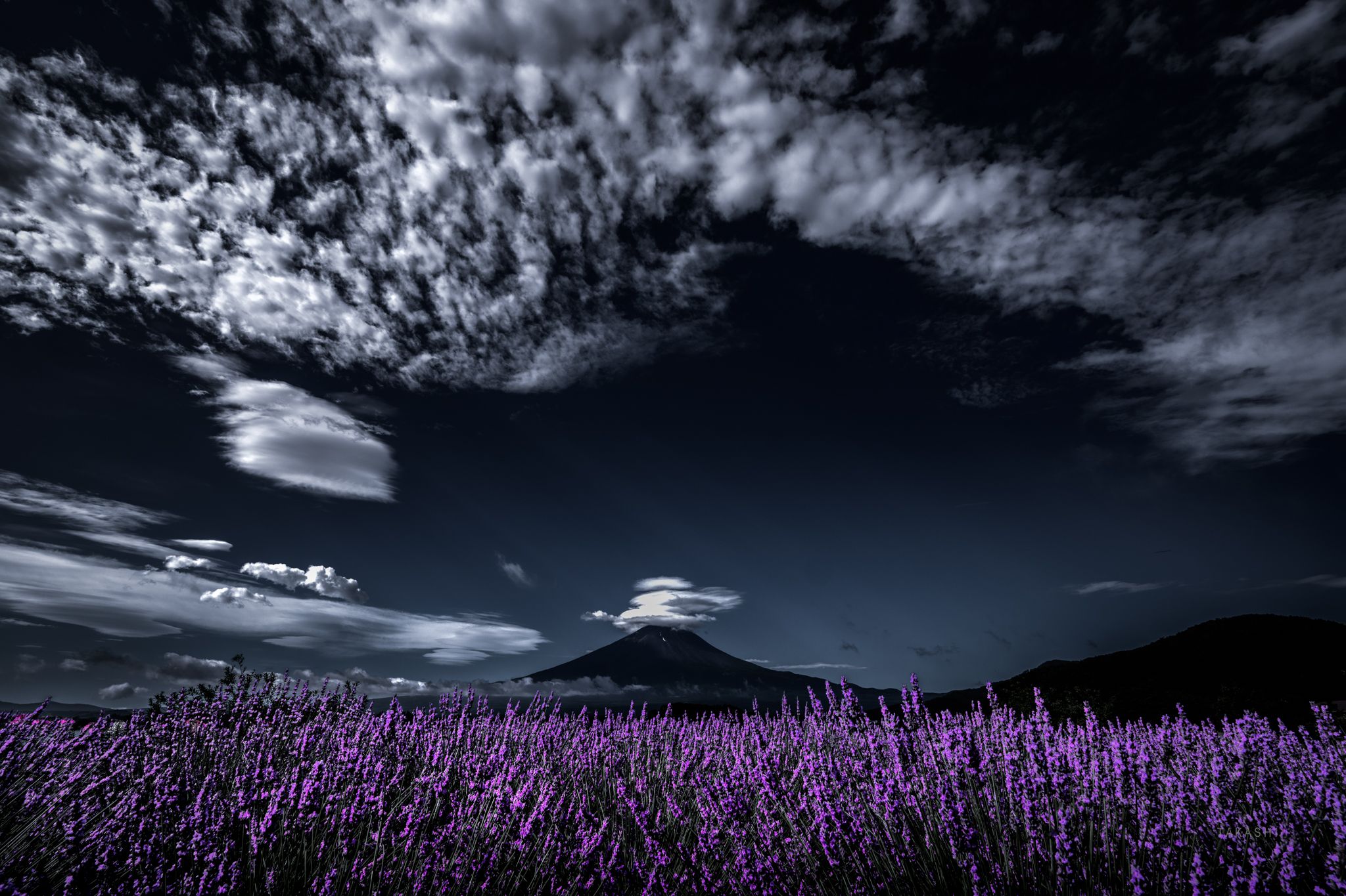 Fuji,Japan,mountain,flower,clouds,lavender,purple, Takashi
