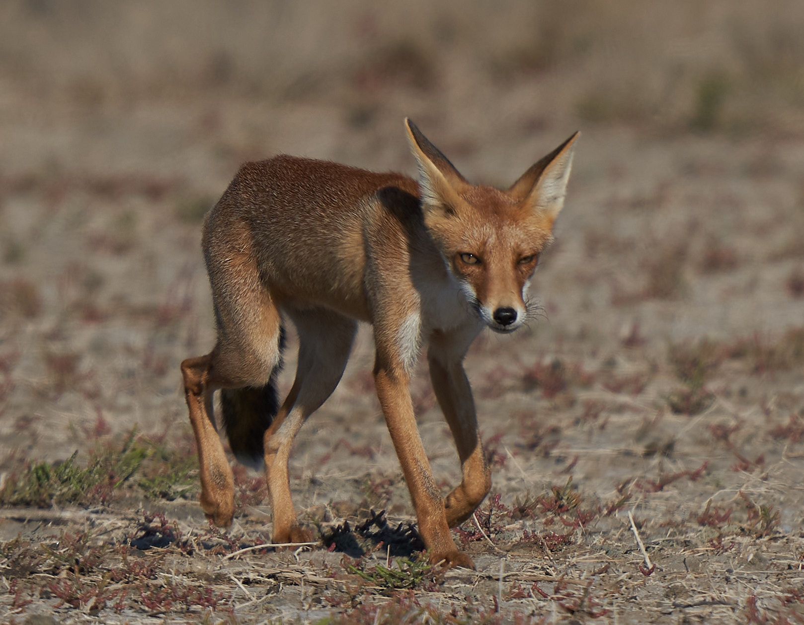 fox,лиса, Victor Krachkovsky