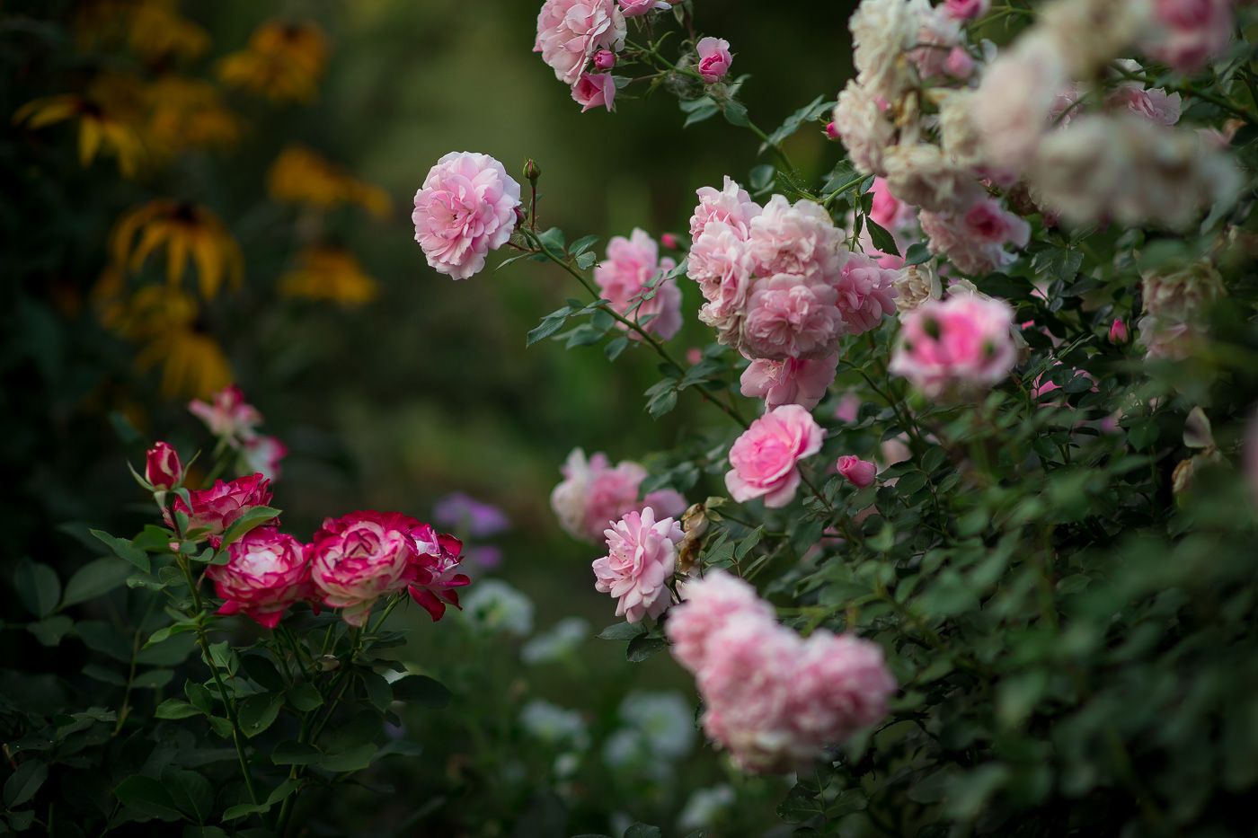 flowers, garden, pink, rose, цветы, садовые, розовая, роза, Алексей Юденков