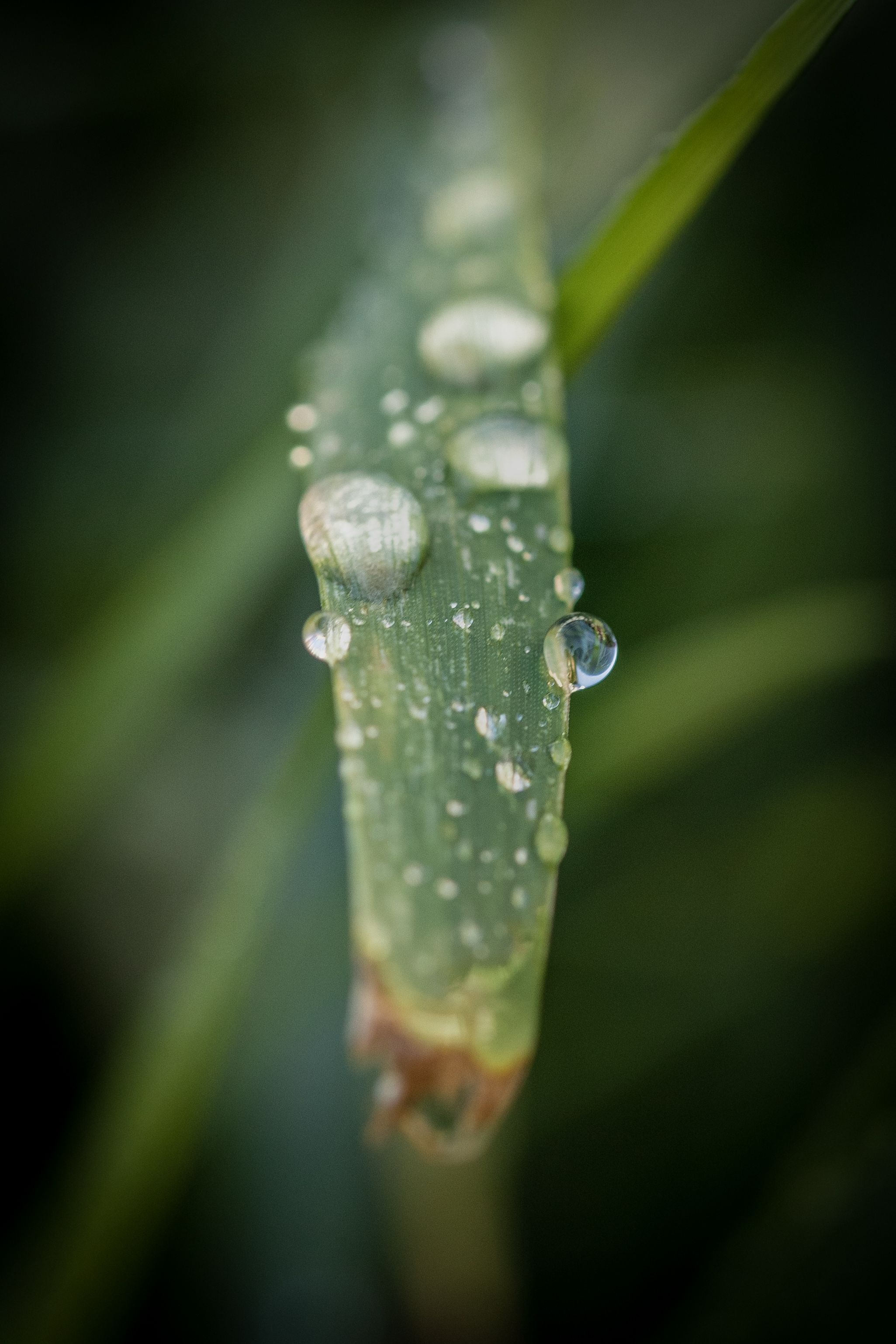 drops, waterdrops, droplets, macro, Roman Bevzenko