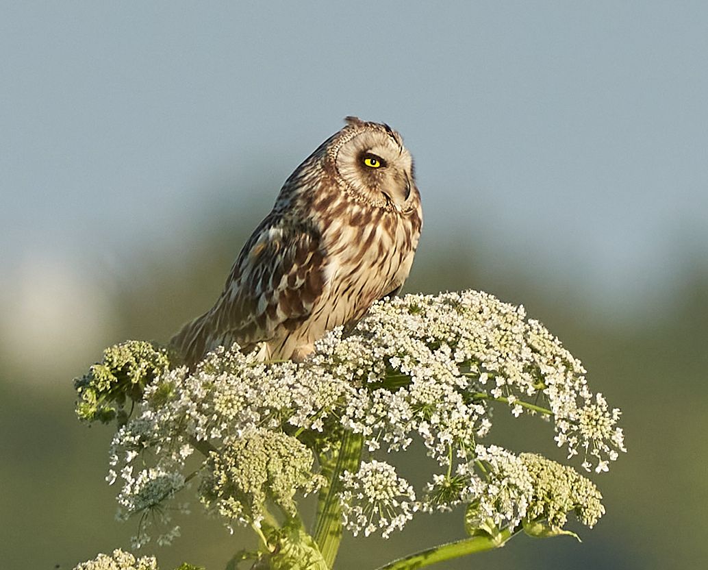 owl, Victor Krachkovsky