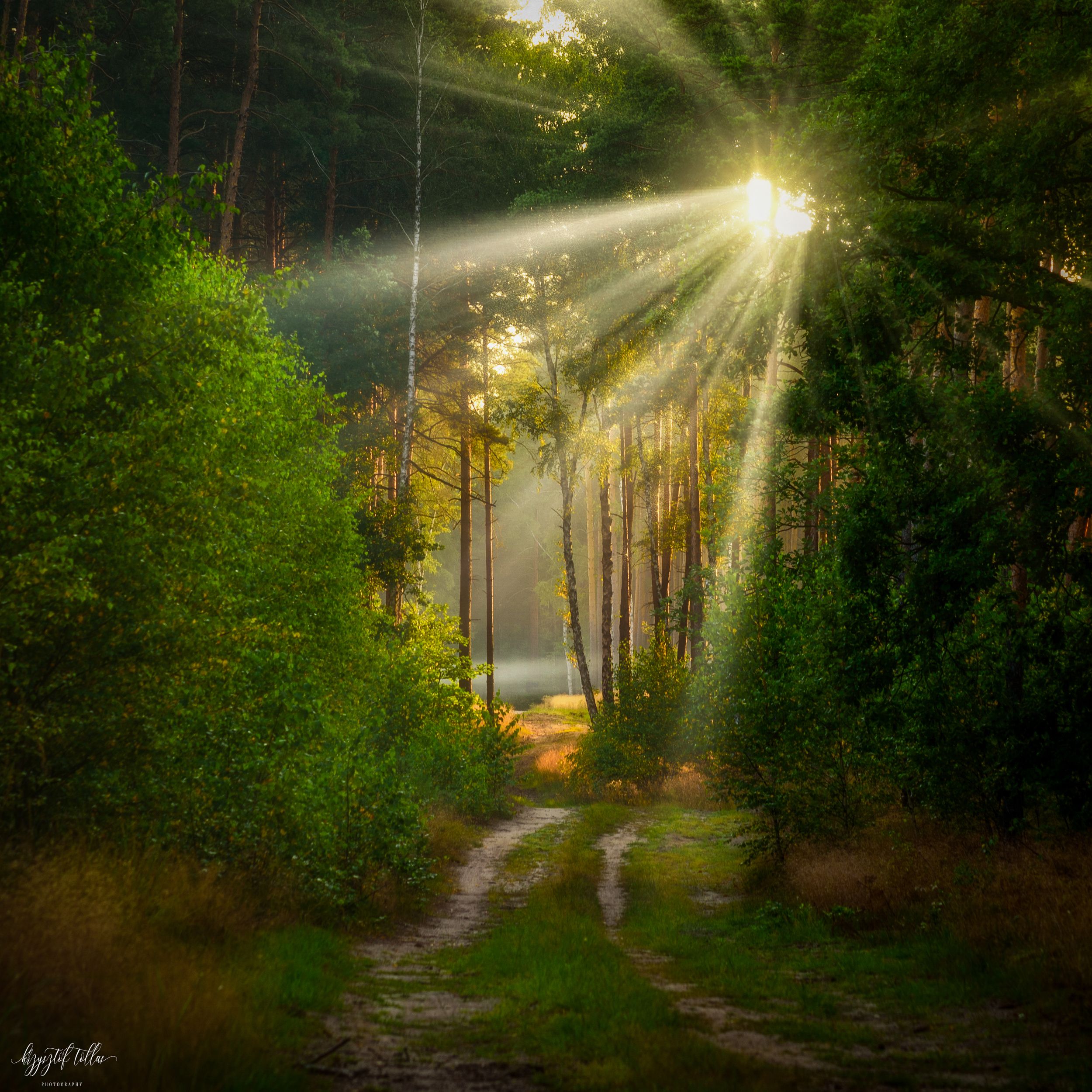 forest light trees mist morning dawn forest atmosphere summer Forest Road Nikon sunlight, Krzysztof Tollas