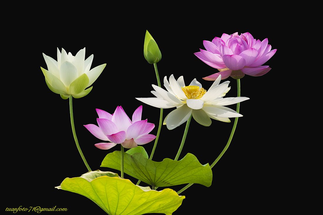 #sellingphoto.#lotus #flower, Tuan Guitare