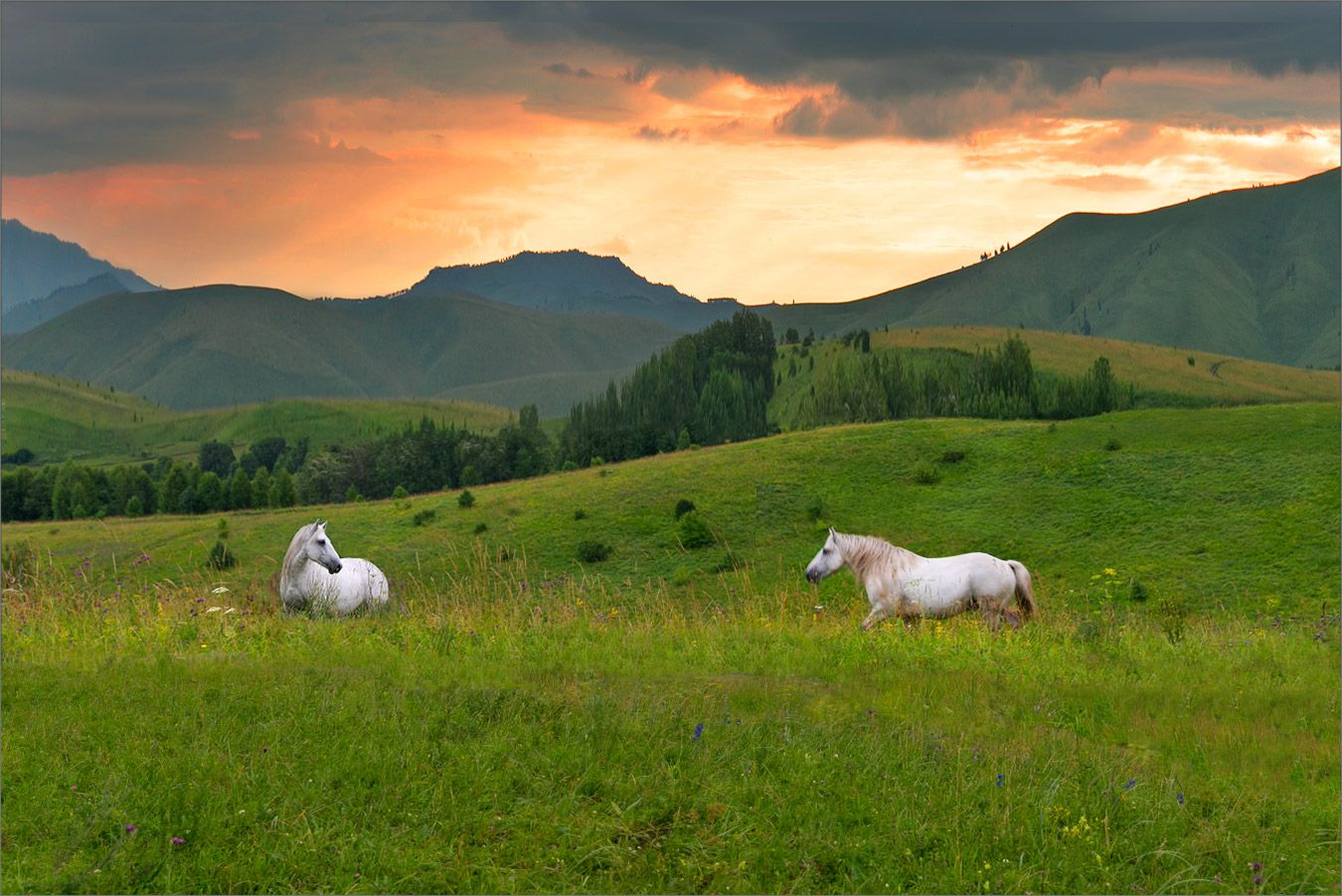 сибирское лето, кони, закат, пейзаж, Александр Гусаков