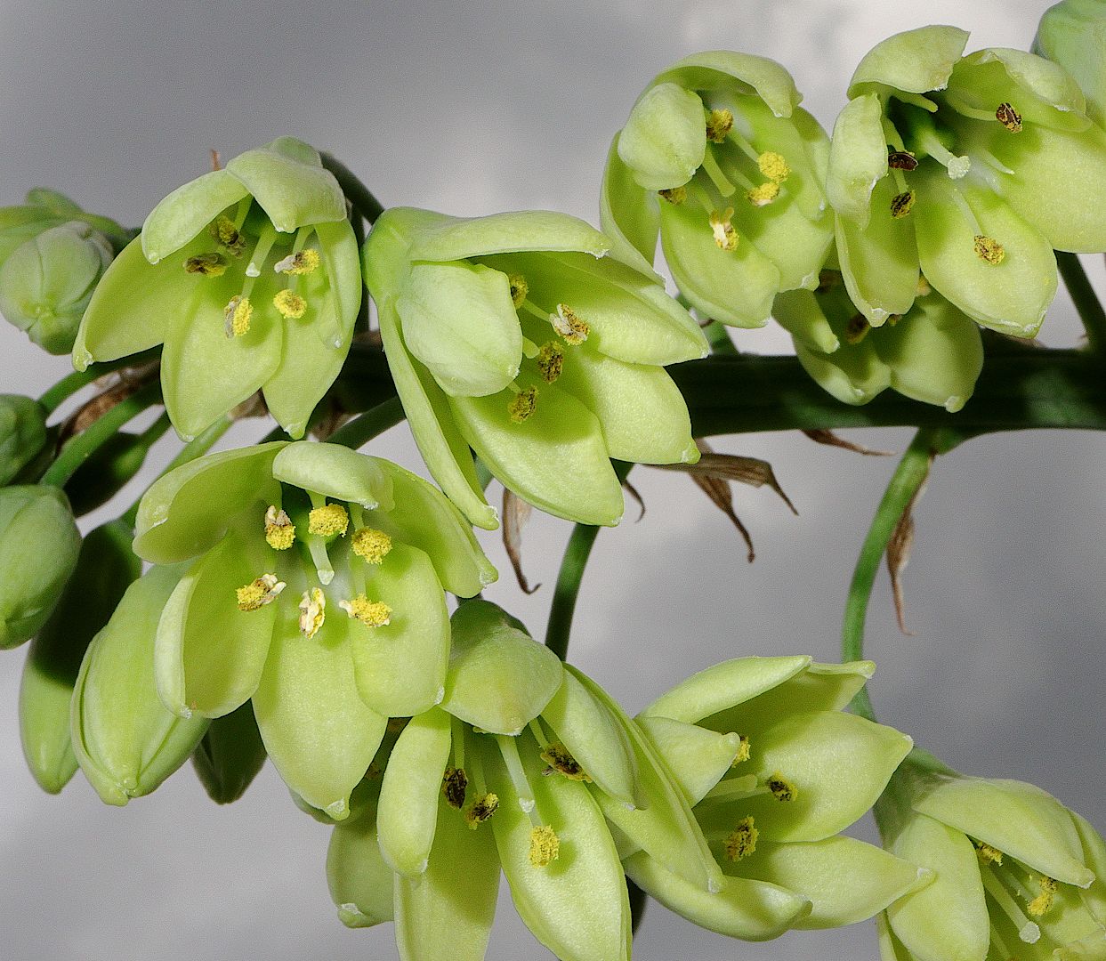 зелёные цветы  galtonia viridiflora, Александр Зорин