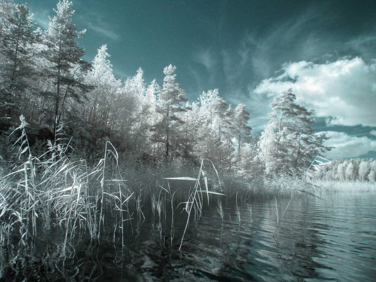 ладога, ладожское озеро, озеро, деревья, лето, карелия, инфракрасная фотография, ir, Сергей Козинцев