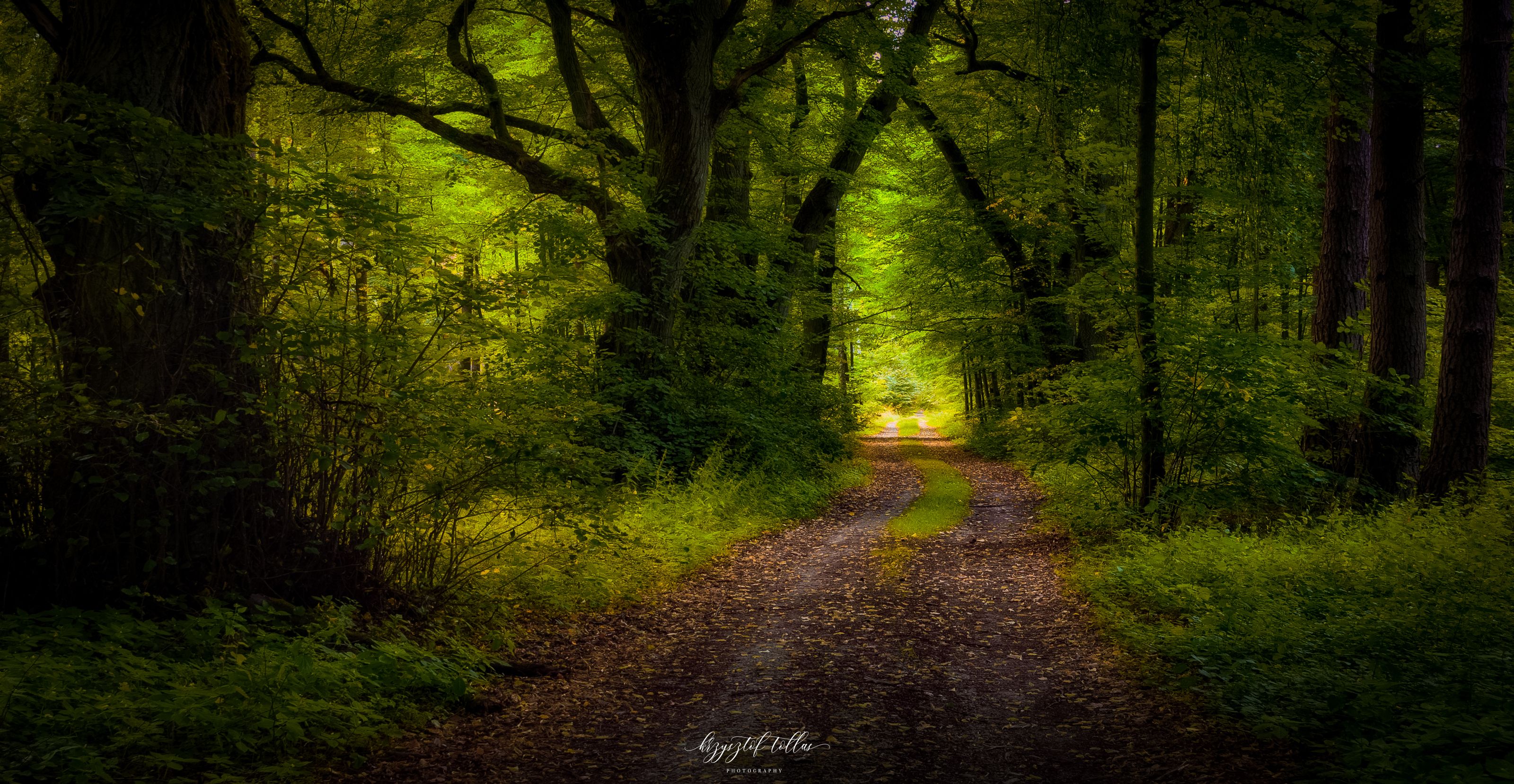 trees  forest  forest landscape  nature  light  forest road  silence  peace  nikon  daytime  forest atmosphere  Woodland  Beauty In Nature  Scenics - Nature  No People, Krzysztof Tollas