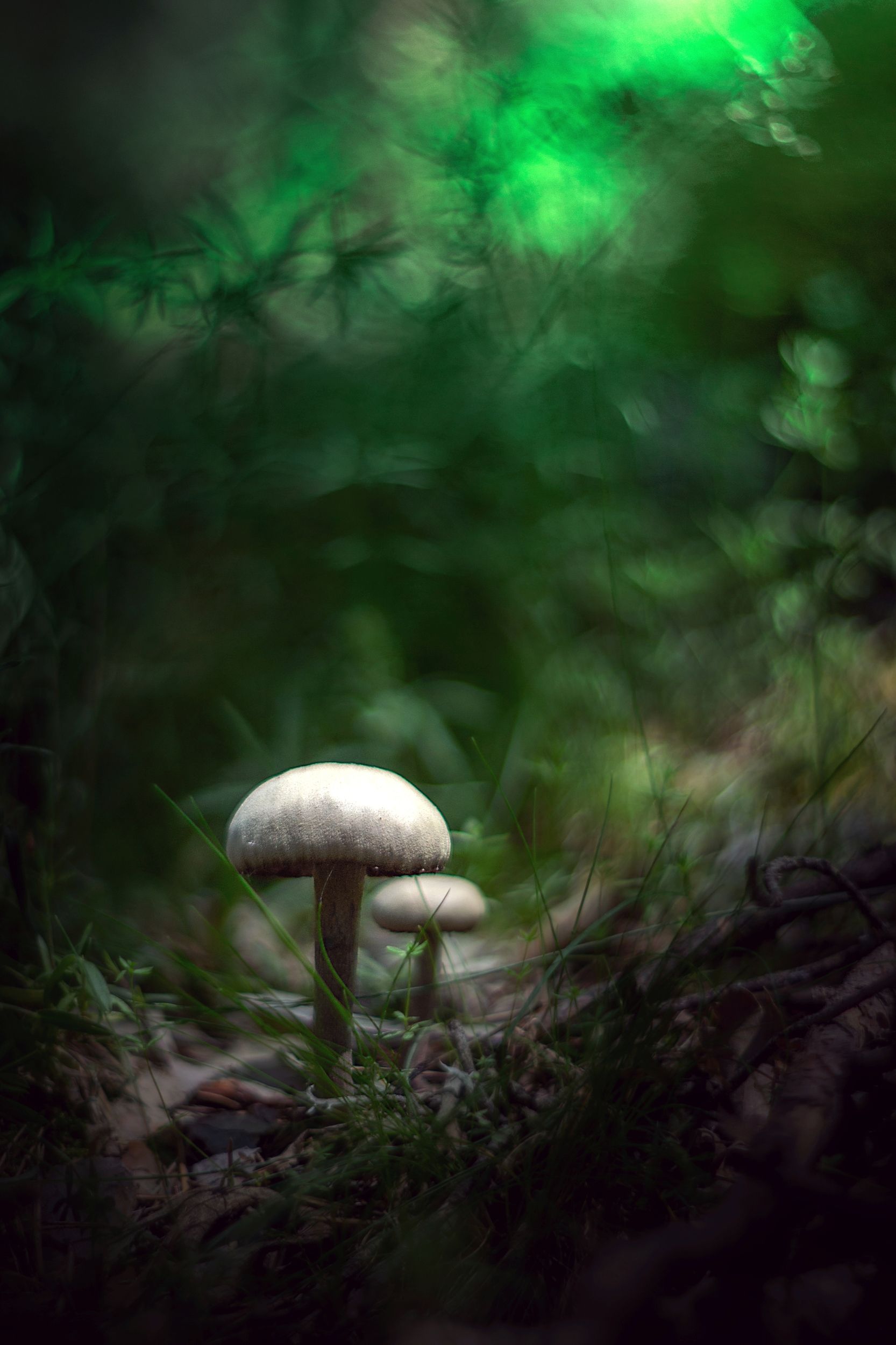 nature,nikon,mushroom,bokeh,zenit,helios,85mm,brown,mushroom,green,nature,light,, Борислав Алексиев