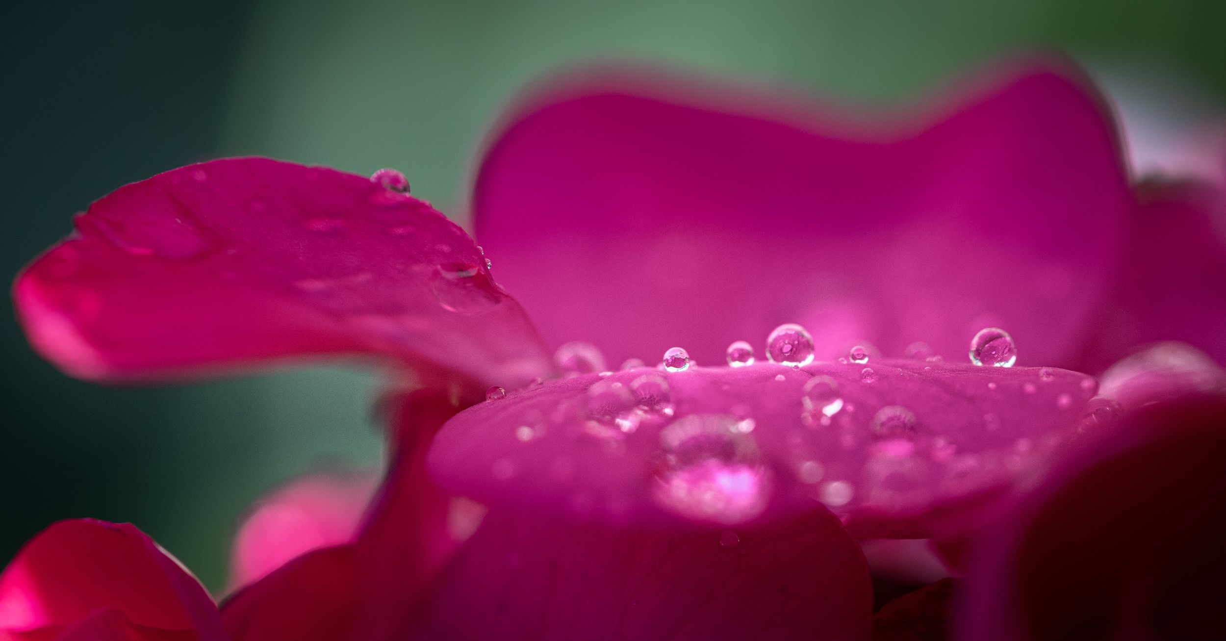 macro, Droplets, drops, waterdrops, flowers, Roman Bevzenko