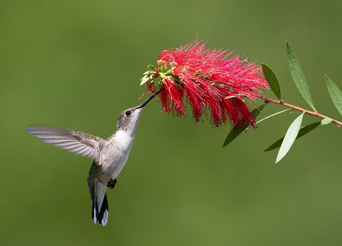 колибри,ruby-throated hummingbird, hummingbird, весна, Elizabeth Etkind
