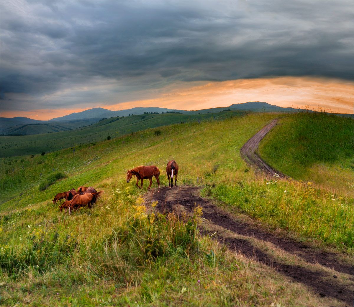 пейзаж сибирь алтай кони  красивые места вечерними дорогами, Александр Гусаков