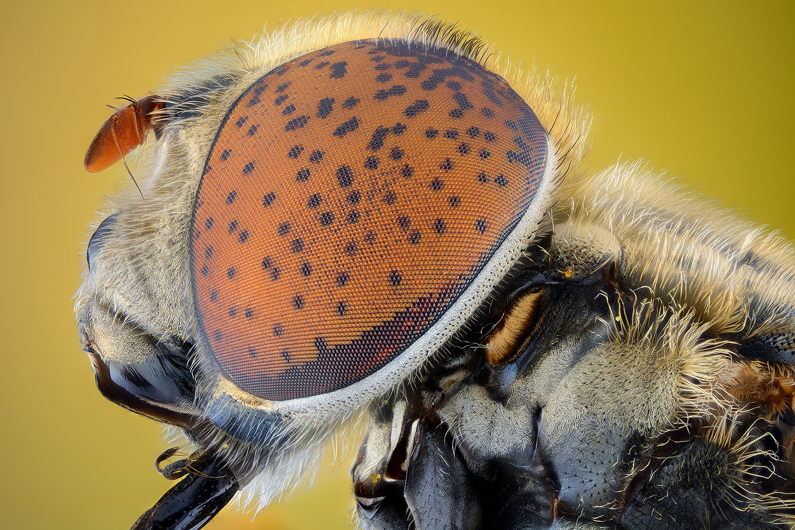 irass, waledzik, nat geo, olympus, close up, macro, extreme macro, макро, Ireneusz Irass Walędzik