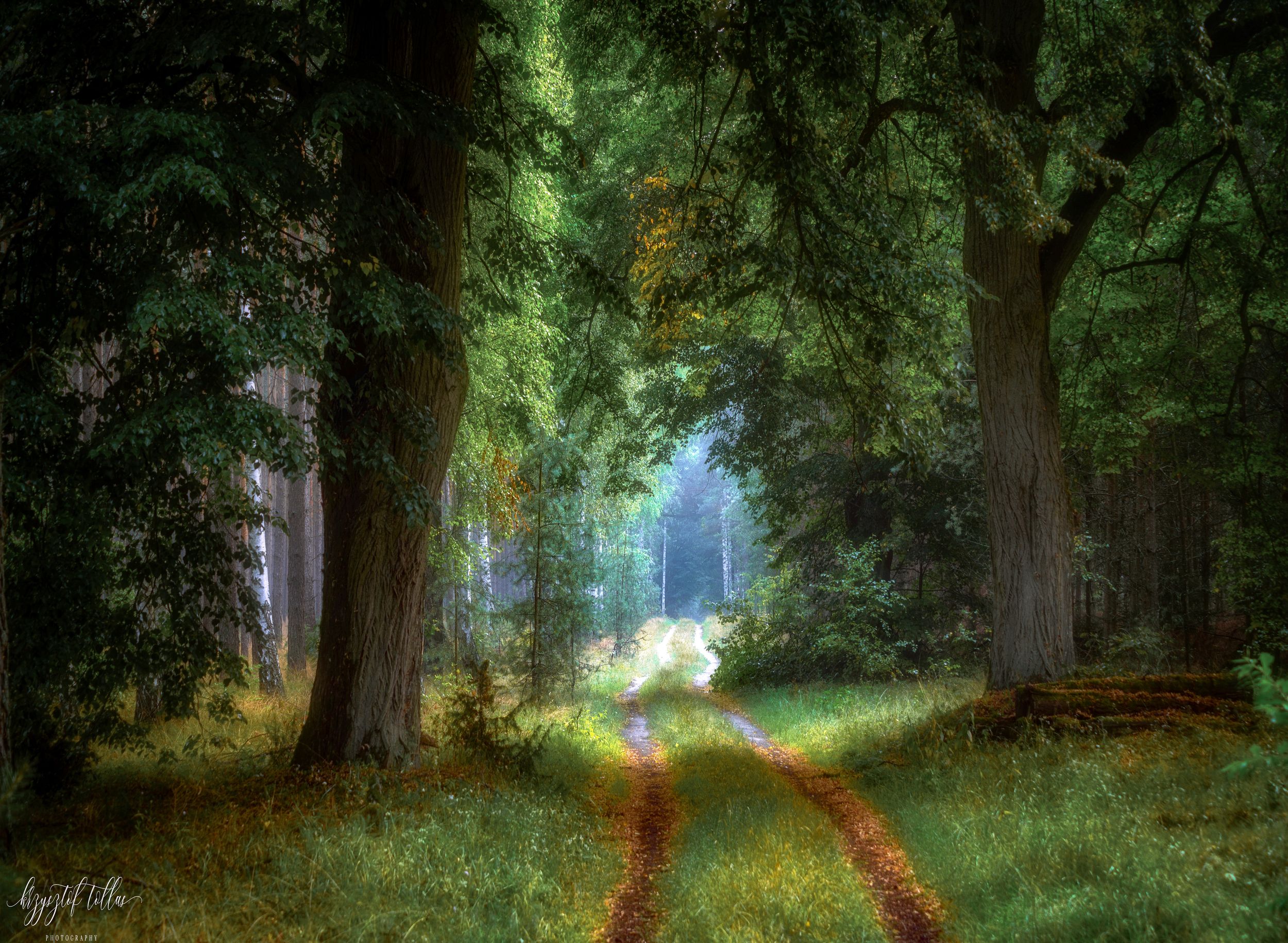 forest, trees, morning, light, forest road, landscape, nature, nikon, summer, Krzysztof Tollas