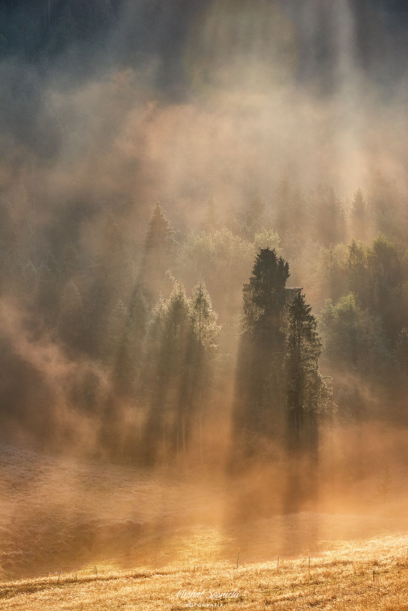 #tree #laser #fog #foggy #wood #nature #amazing #earth #pics #photo #best #poland, Michał Sośnicki