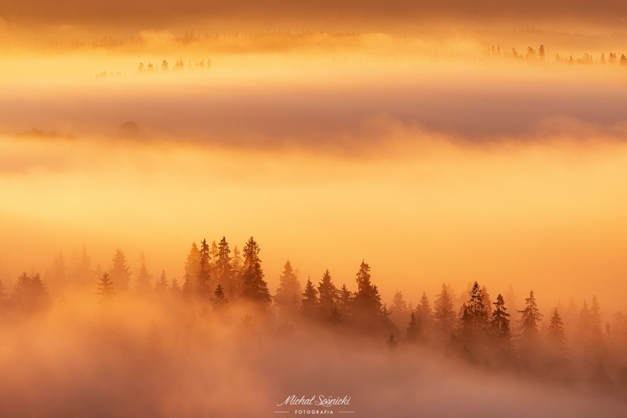 #tree #laser #fog #foggy #wood #nature #amazing #earth #pics #photo #best #poland, Michał Sośnicki