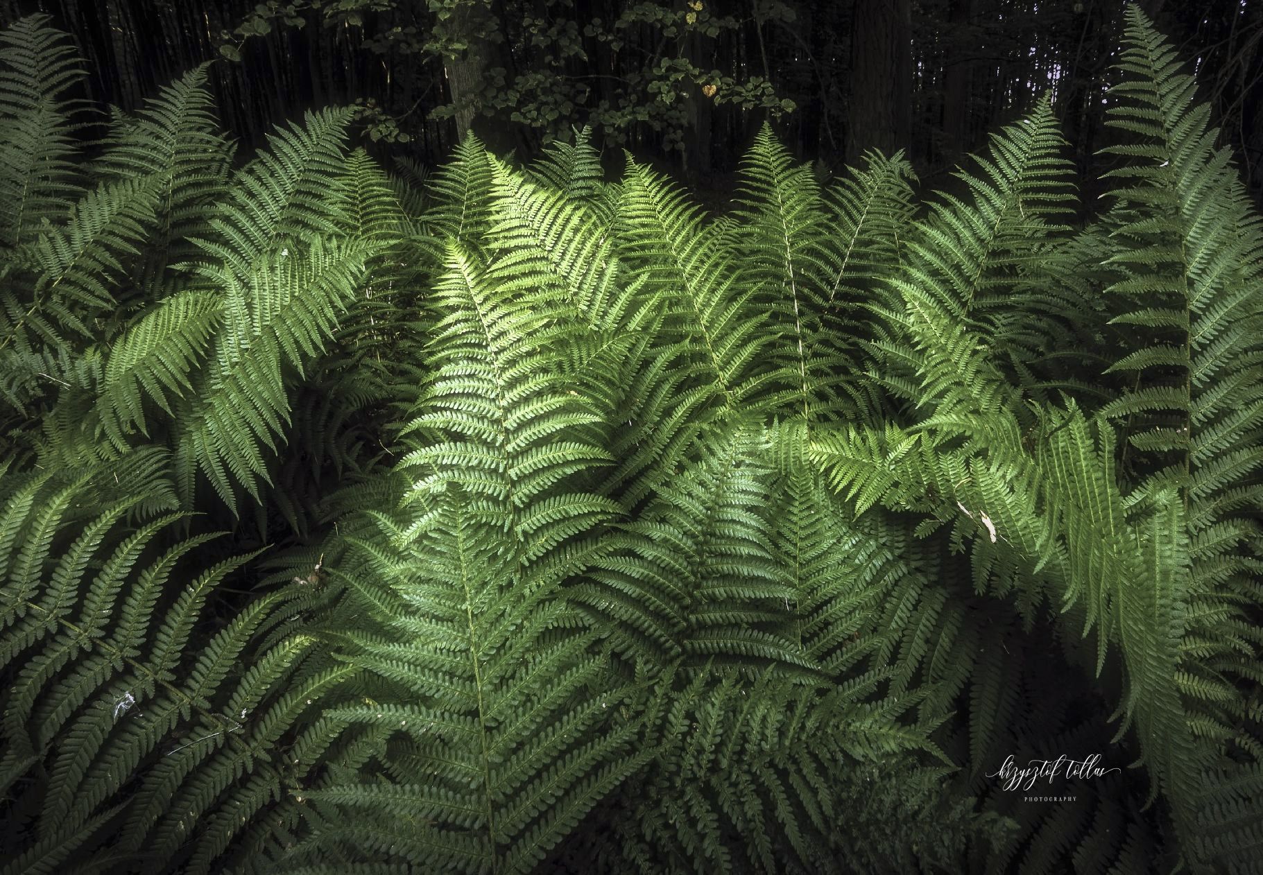 Forest fern, nature, forest, summer, dawn, light, Nikon, Krzysztof Tollas