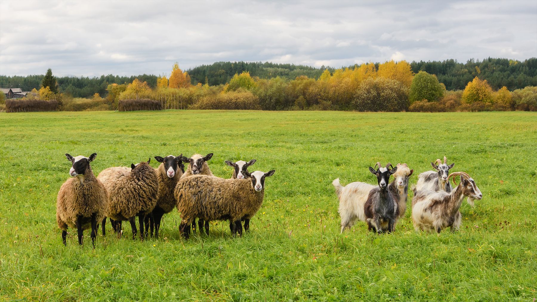 осень поле луг лес овцы козы пинега архангельская область, Ра Вера