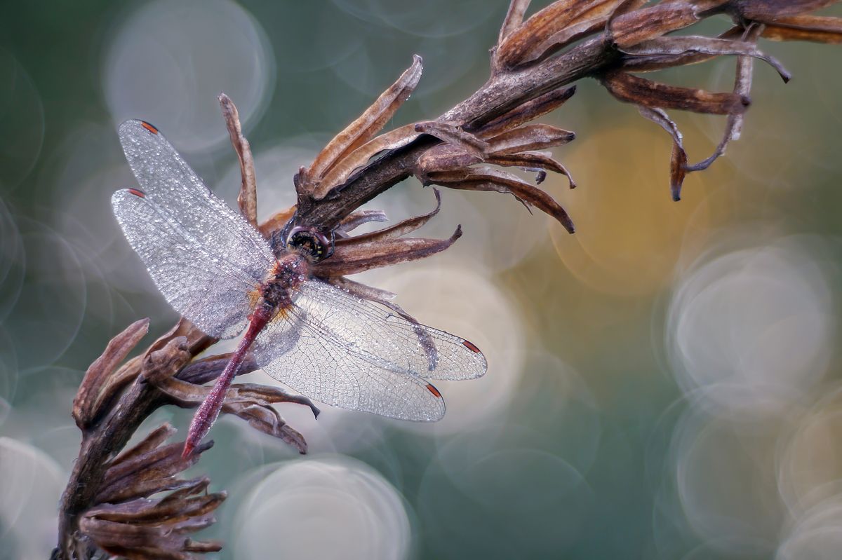, Чепленко Алексей