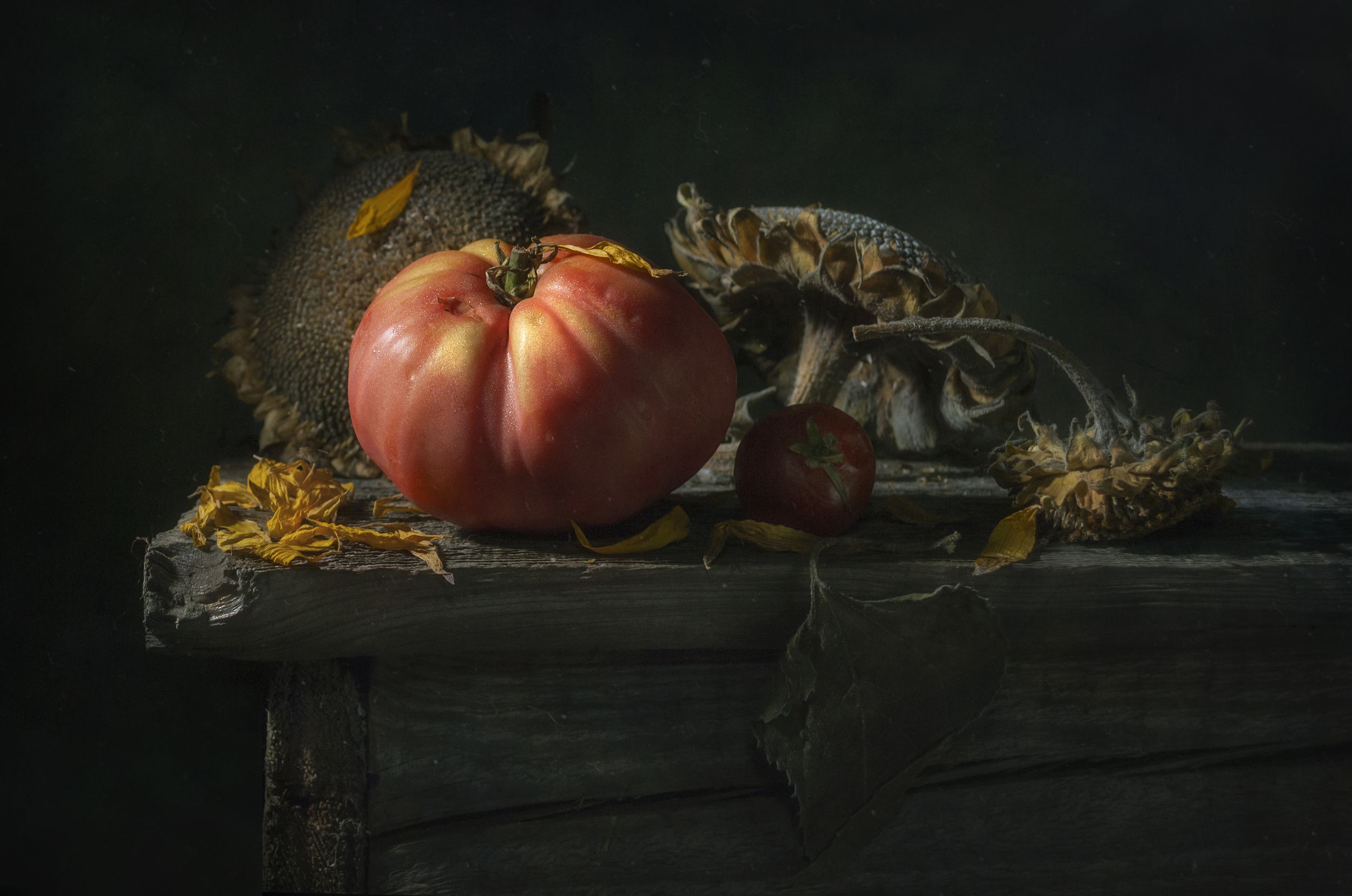 помидор,томат,крупный,подсолнух,сухие,стол,деревянный,лепестки,красные,деревенский,тёмный, Владимир Володин