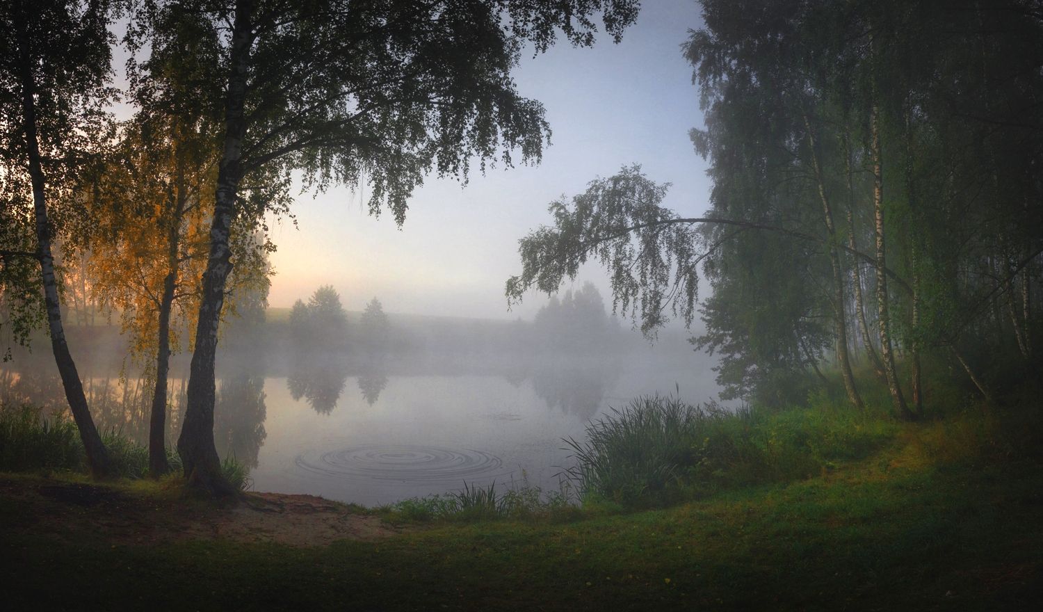 лес, свет, утро, природа, Баранов Олег