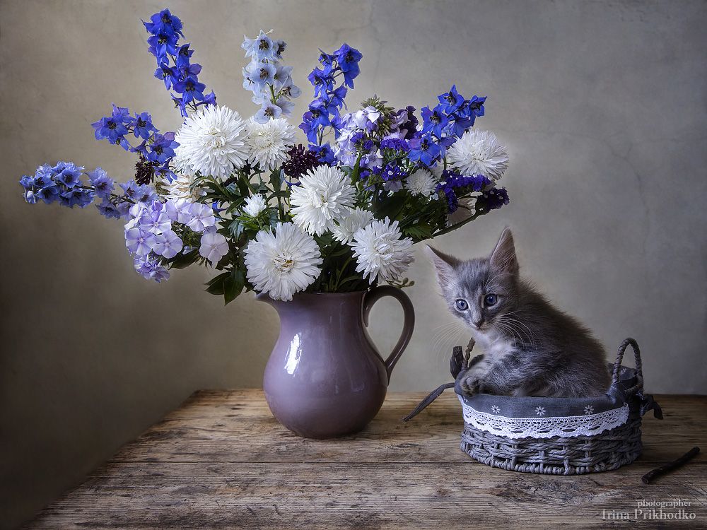 натюрморт, цветы, букеты, художественное фото, котенок, постановочное фото, Ирина Приходько