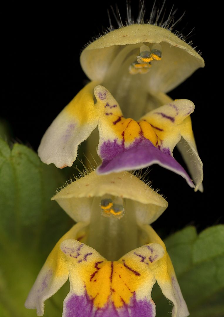 пикульник красивый galeopsis speciosa, Александр Зорин
