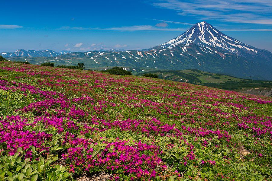 камчатка, вулкан, лето, цветы, Денис Будьков