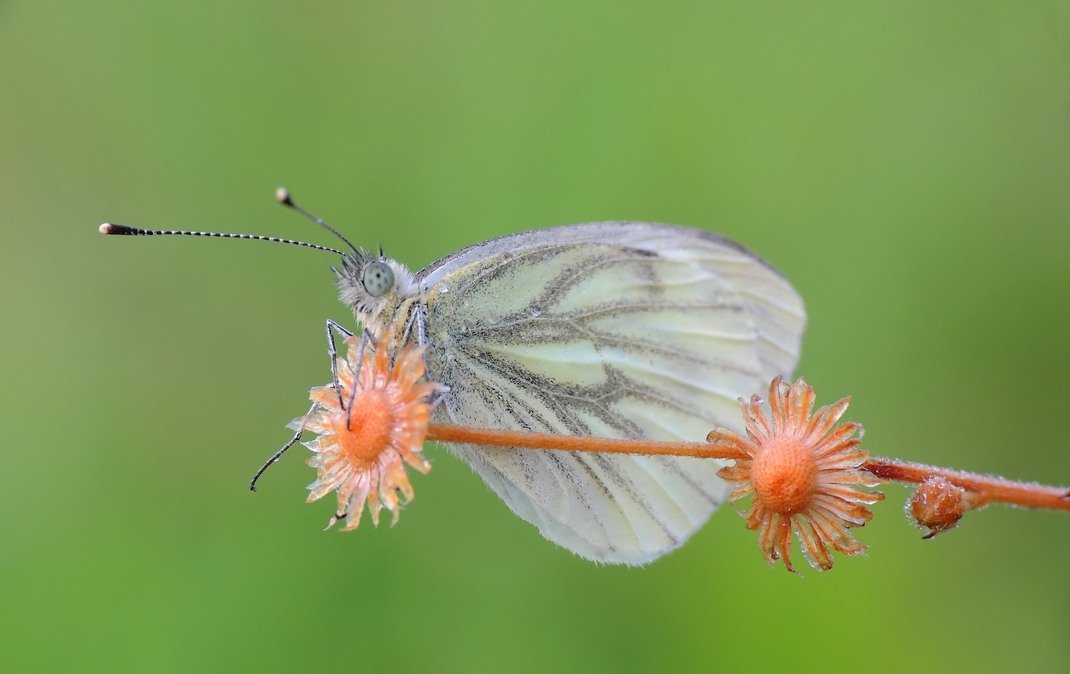 macro, Zbyszek  Walkiewicz